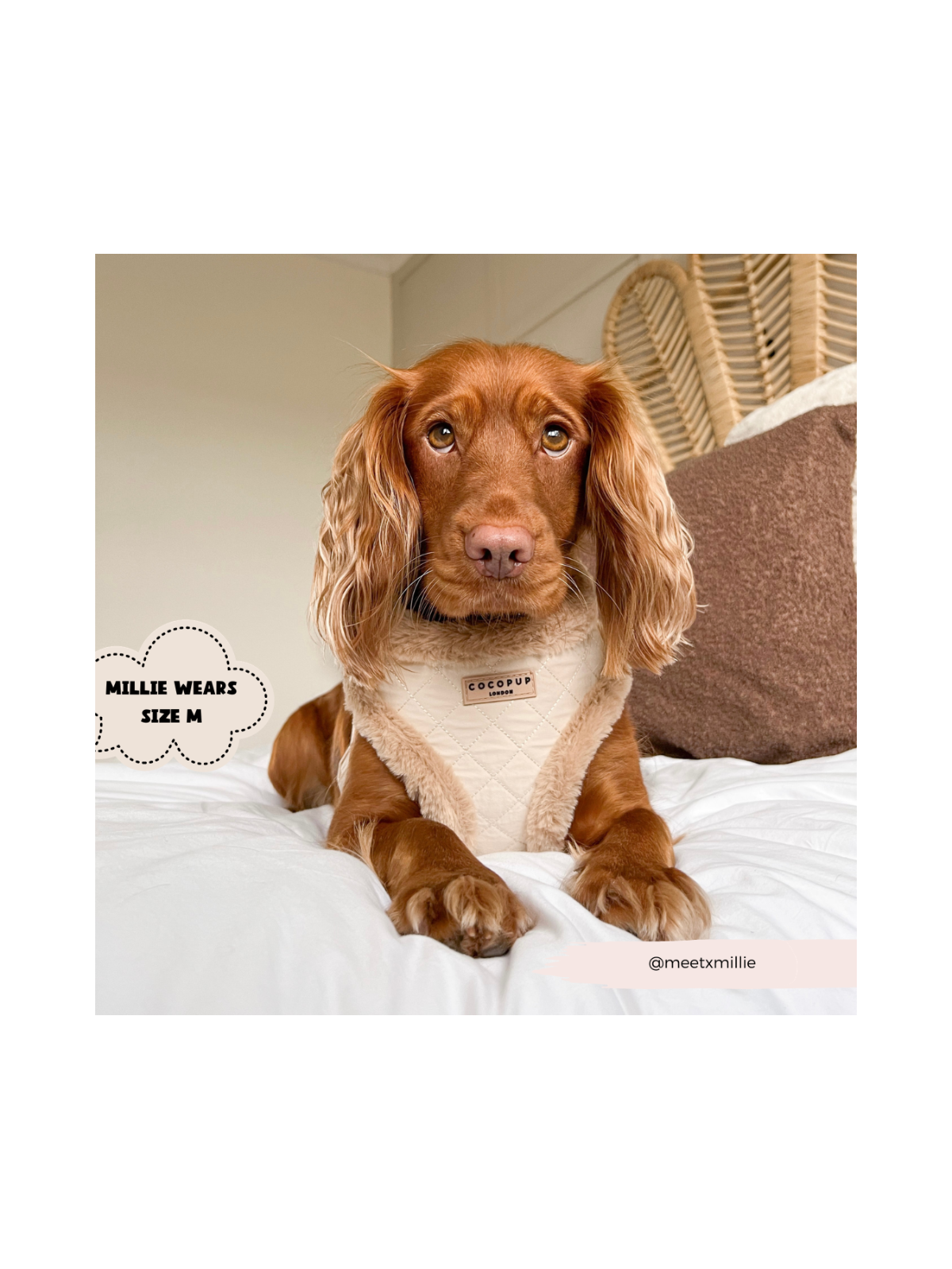 Quilted Adjustable Neck Harness - Cream