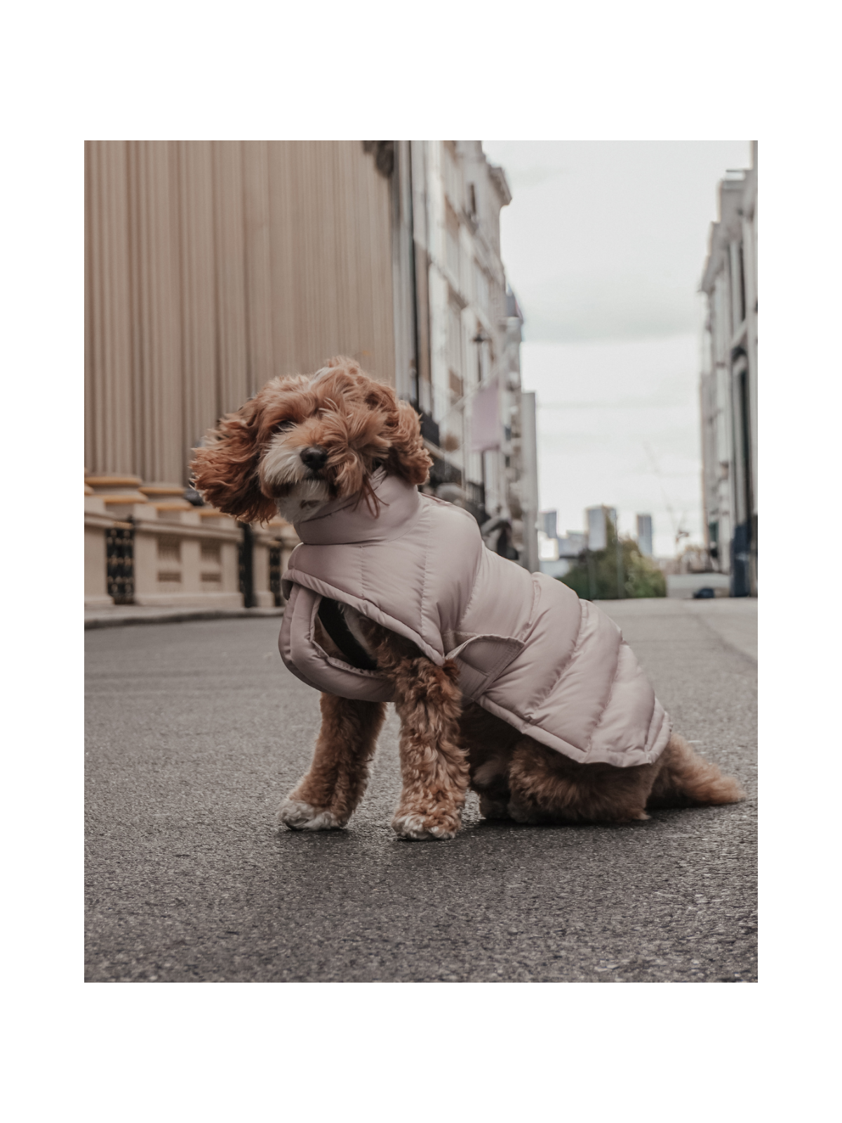 The Capsule Puffer Dog Coat – Hazelnut