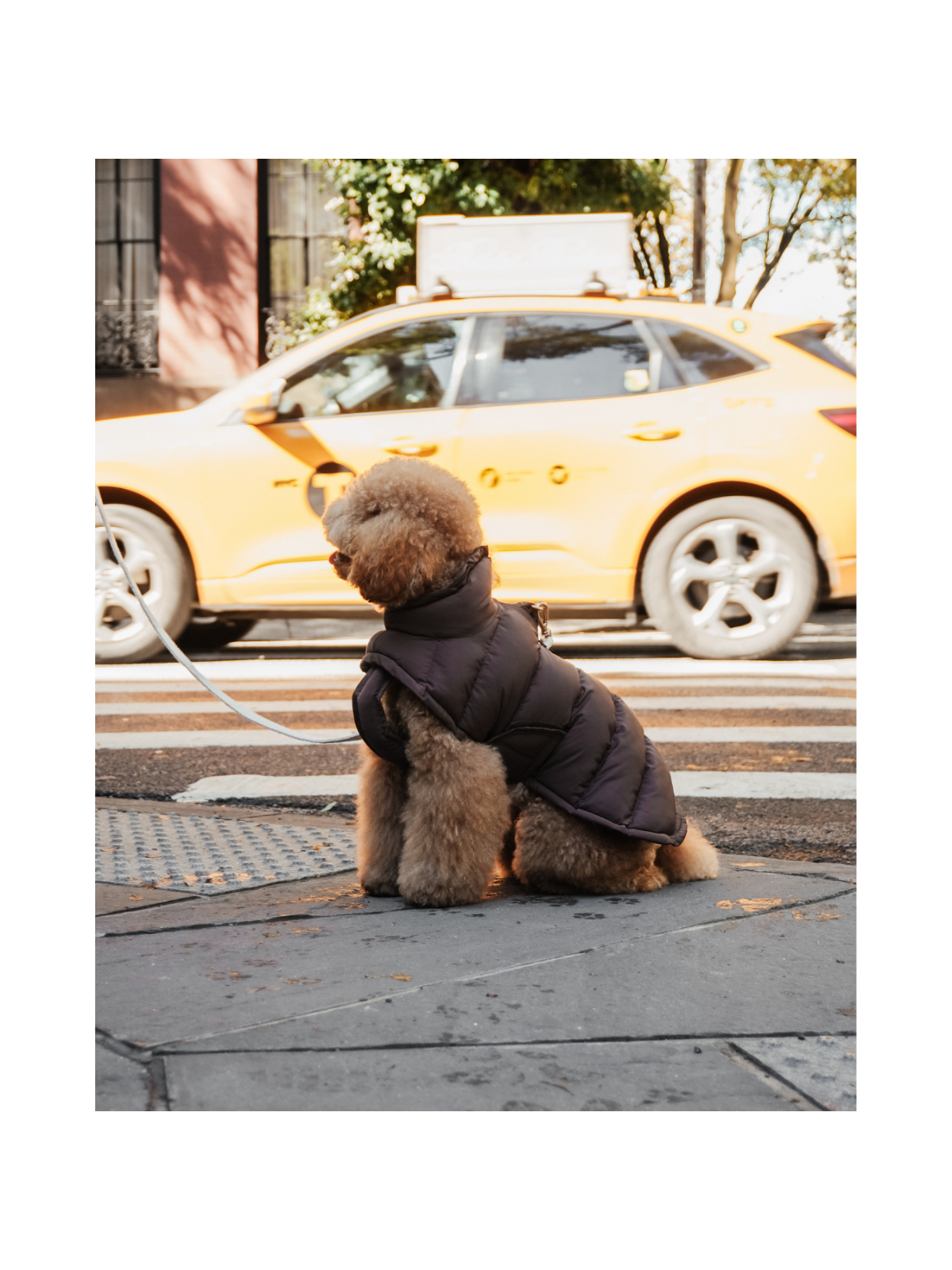 The Capsule Puffer Dog Coat – Chocolate
