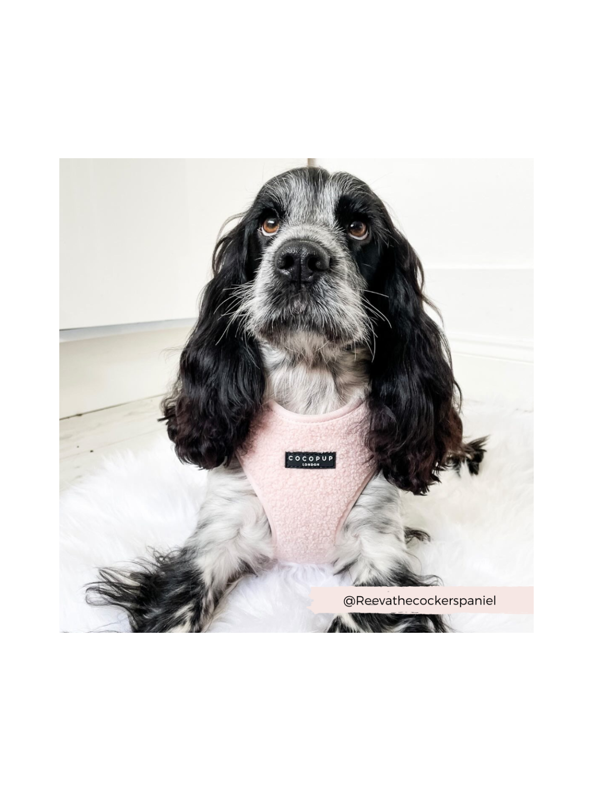 Teddy Adjustable Neck Harness – Love-A-Lot Pink