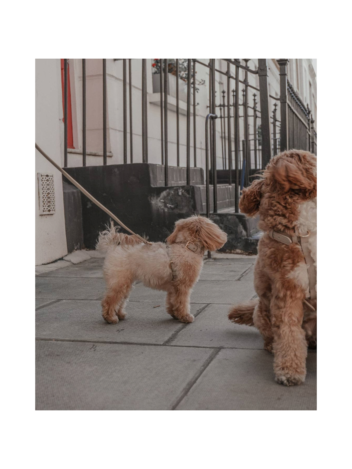 Studio Step-In Dog Harness – Hazelnut