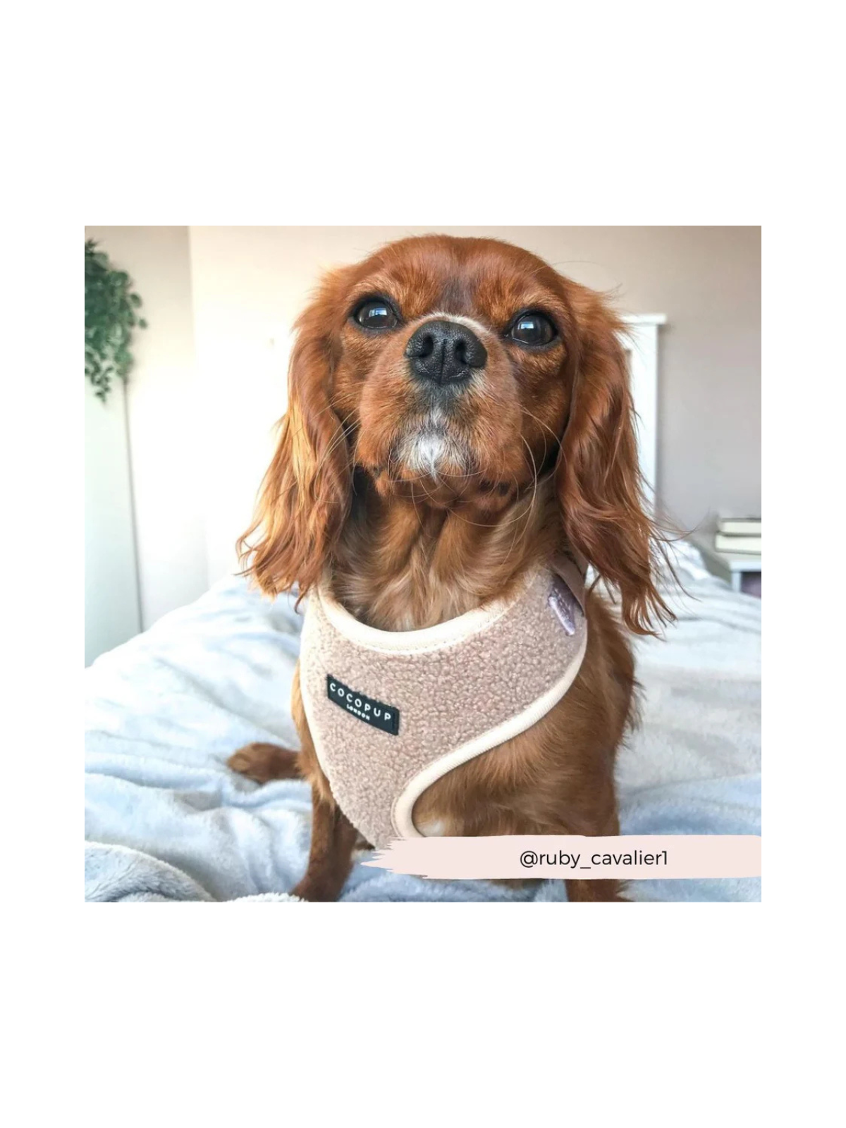 Teddy Adjustable Neck Harness – Rupert Beige