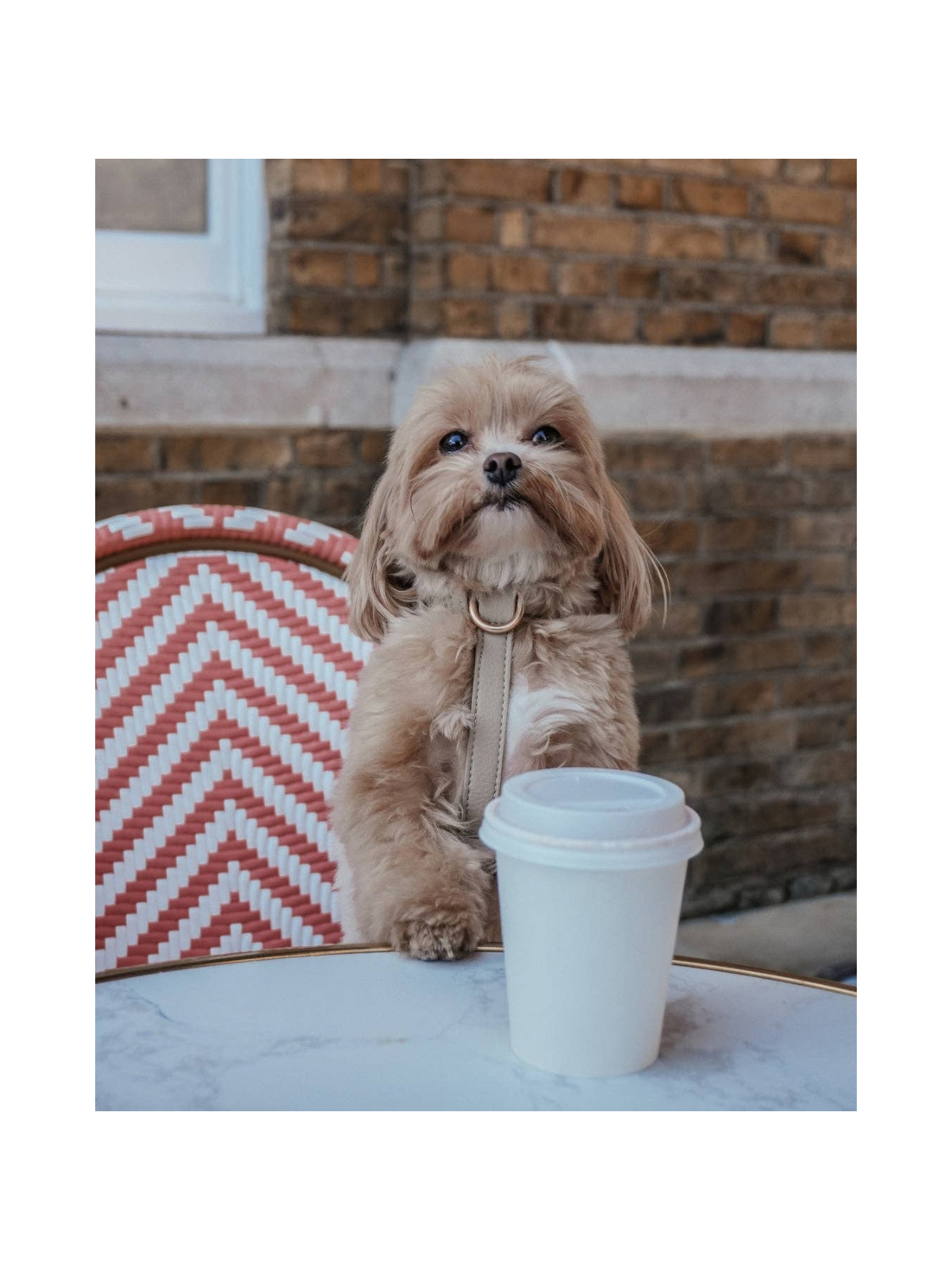 Studio Step-In Dog Harness – Hazelnut