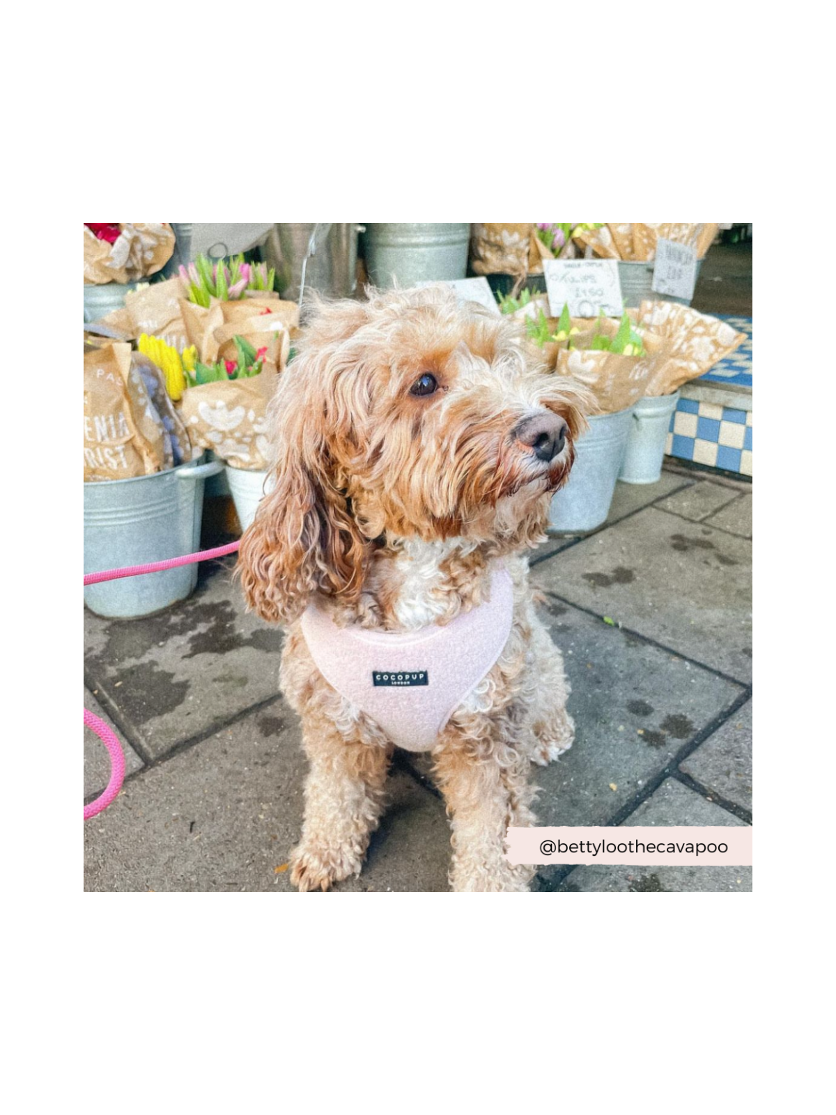 Teddy Adjustable Neck Harness – Love-A-Lot Pink