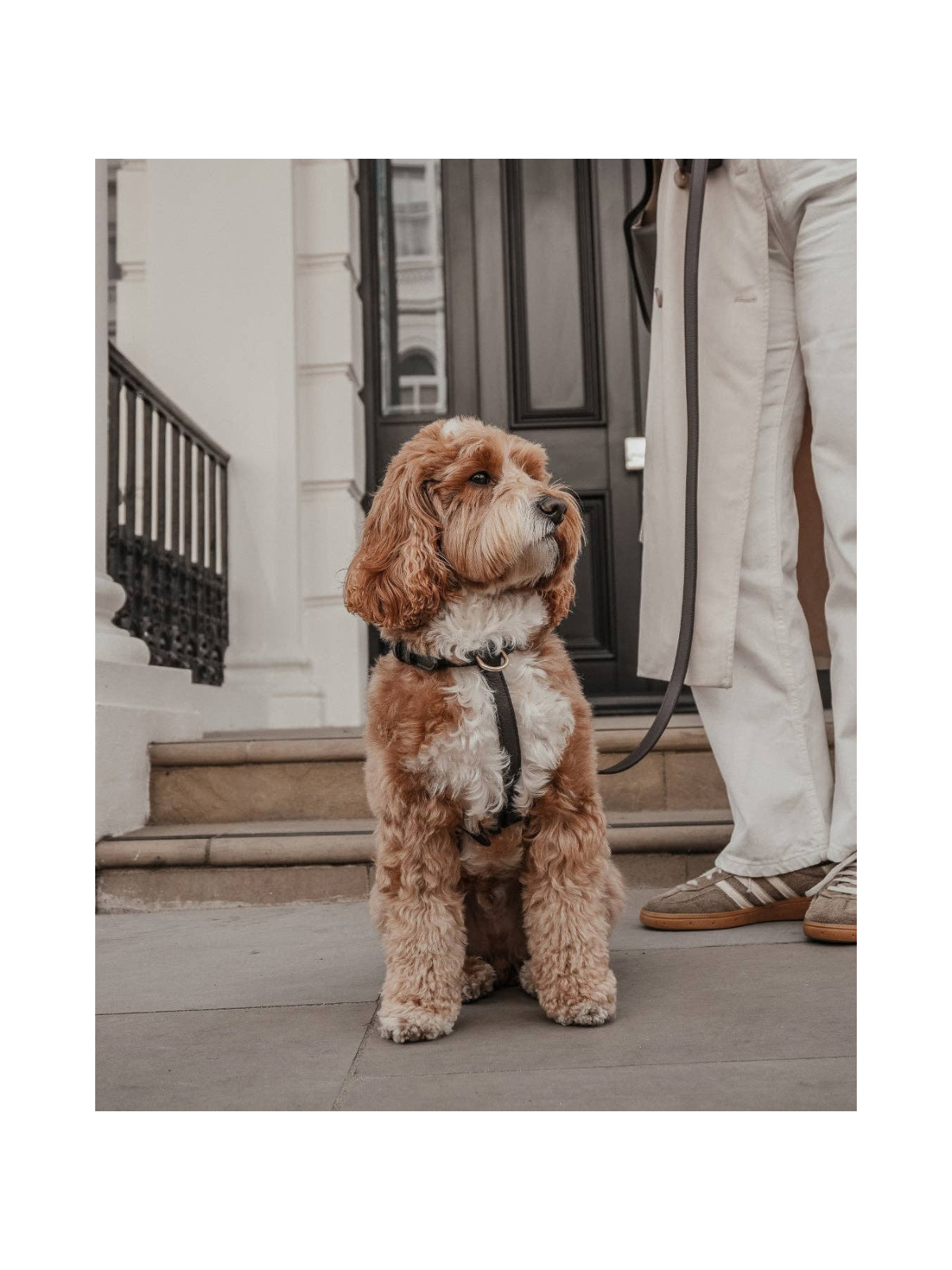 Studio Step-In Dog Harness – Chocolate