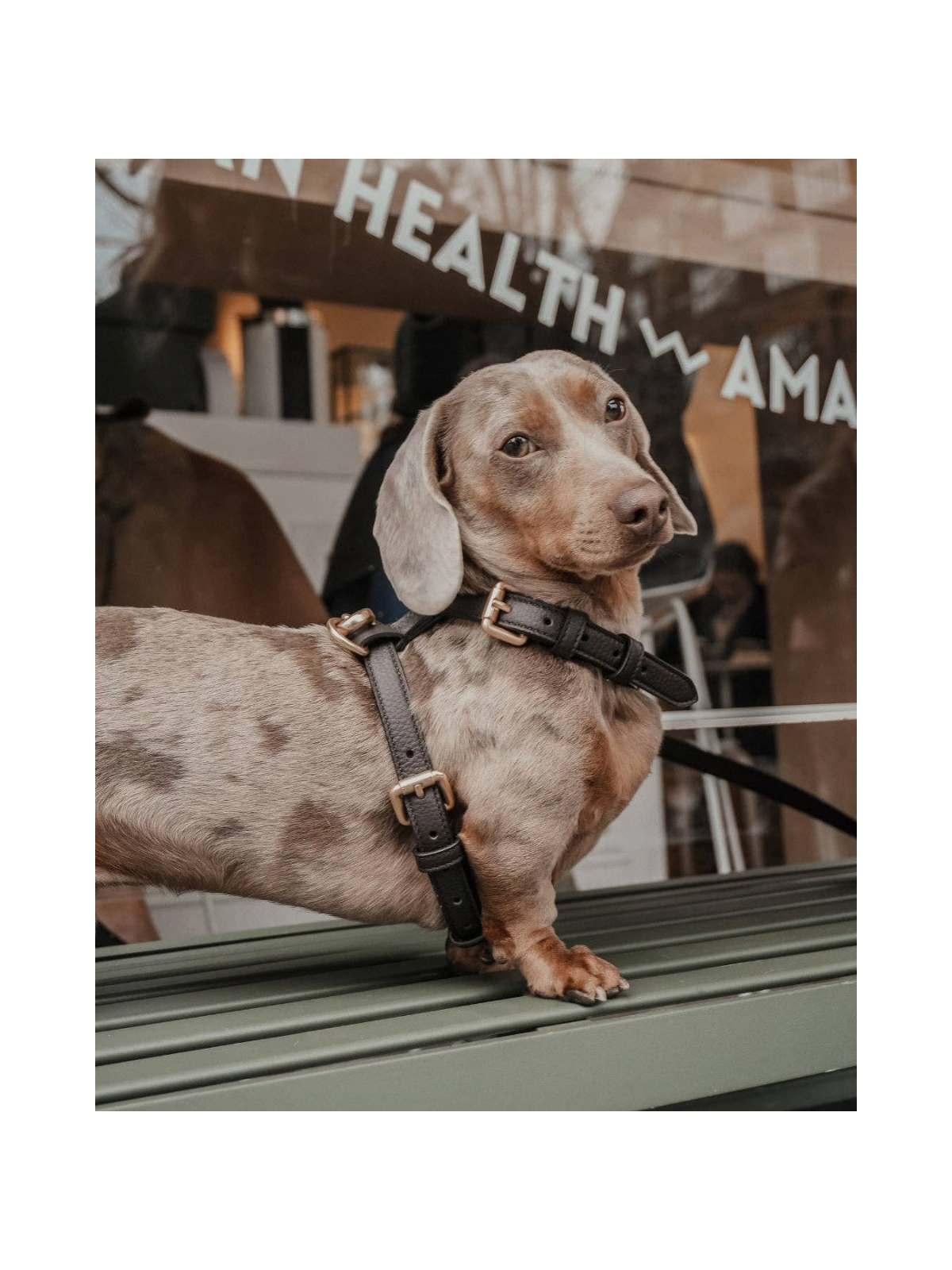 Studio Step-In Dog Harness – Chocolate
