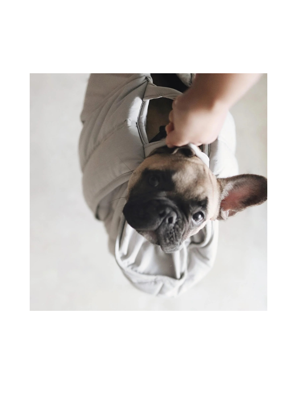 OLLA Petite Pet Carrycot – Koala