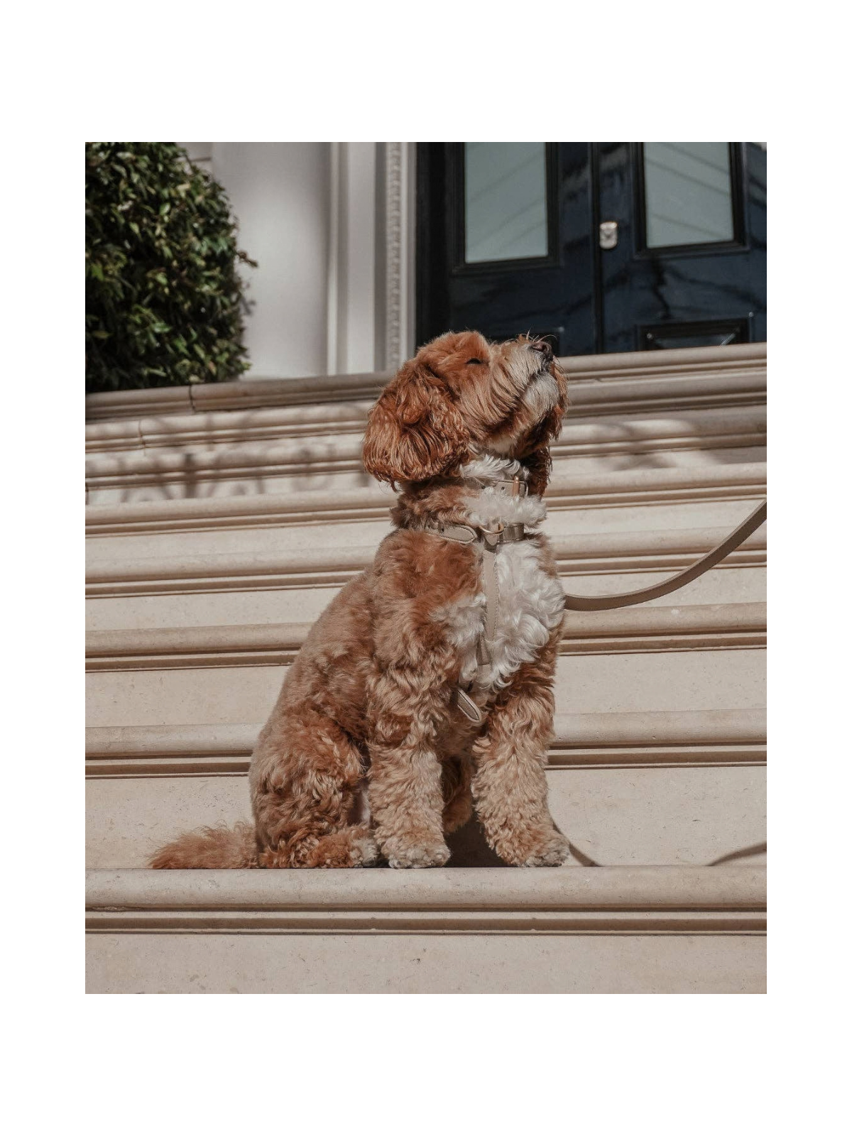 Studio Step-In Dog Harness – Hazelnut