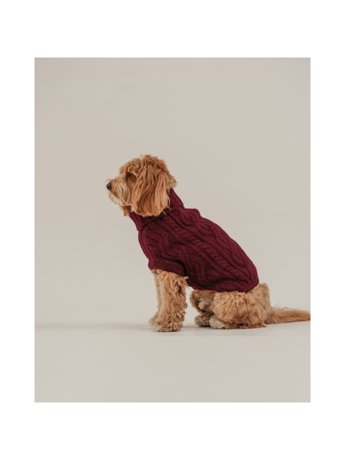 The Capsule Cable Knit Dog Sweater – Bordeaux