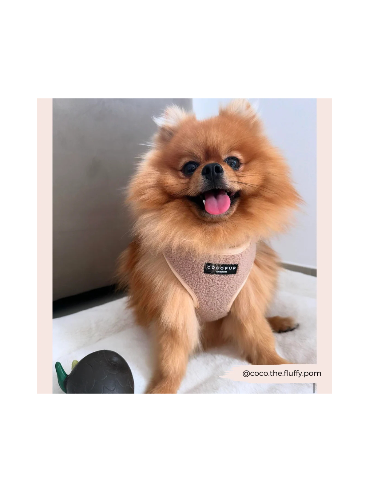 Teddy Adjustable Neck Harness – Rupert Beige