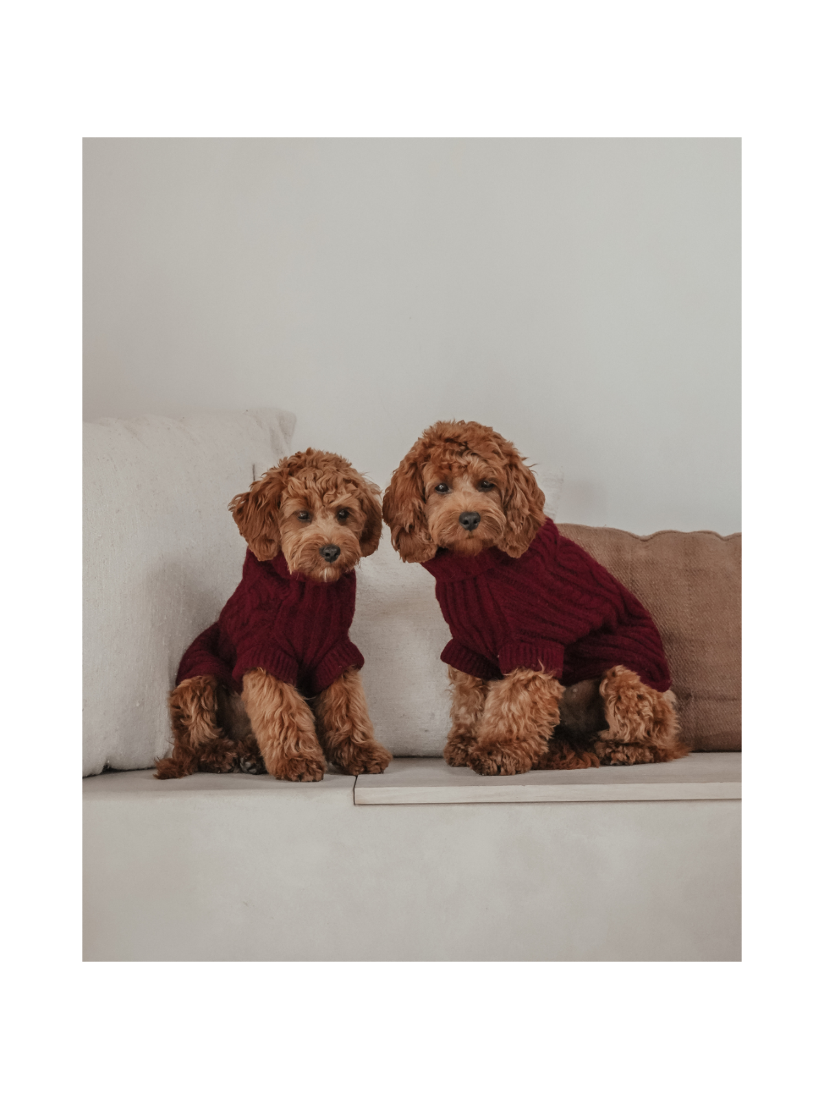 The Capsule Cable Knit Dog Sweater – Bordeaux