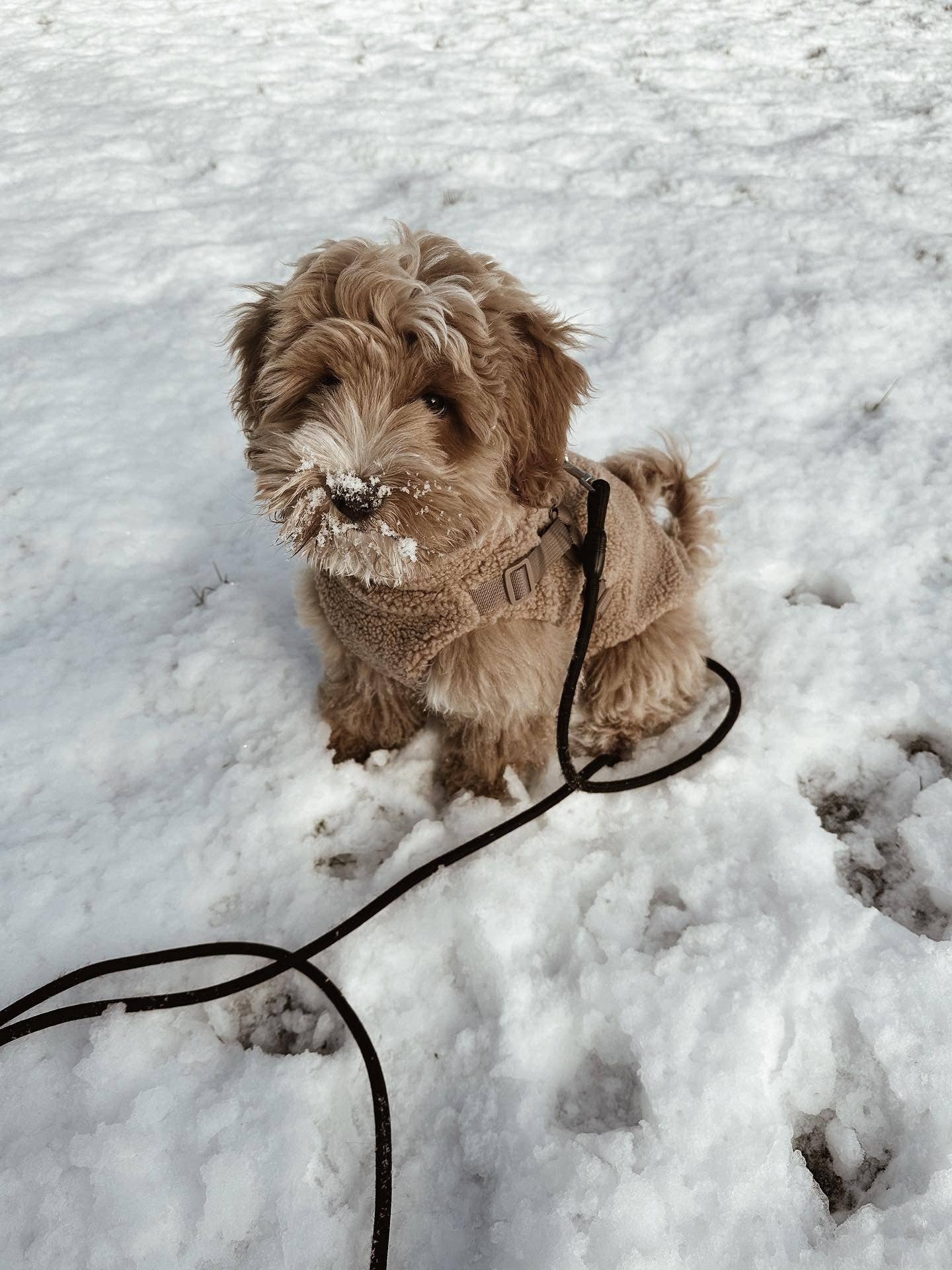 Teddy Coat with Harness – Mocha