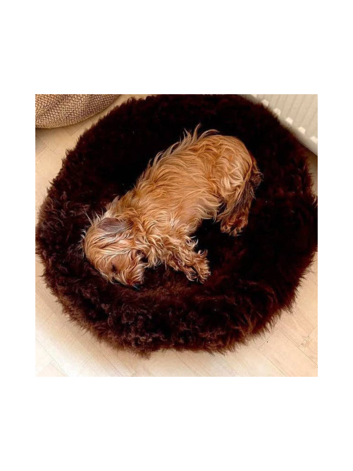 Sheep Donut Dog Bed – Brown