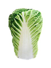 Lattuga Lettuce Plush Toy