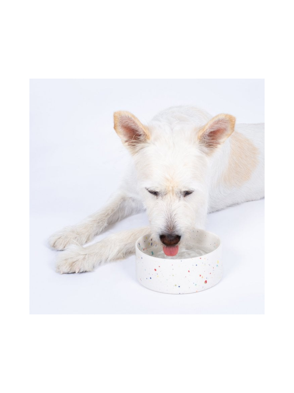 New Party Pet Bowl - White