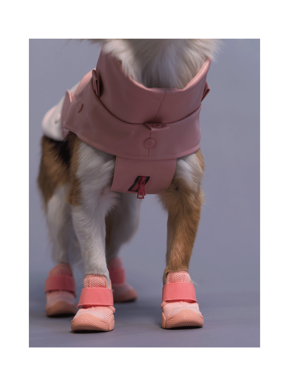 Caesar 1 Dog Sneaker – Blush