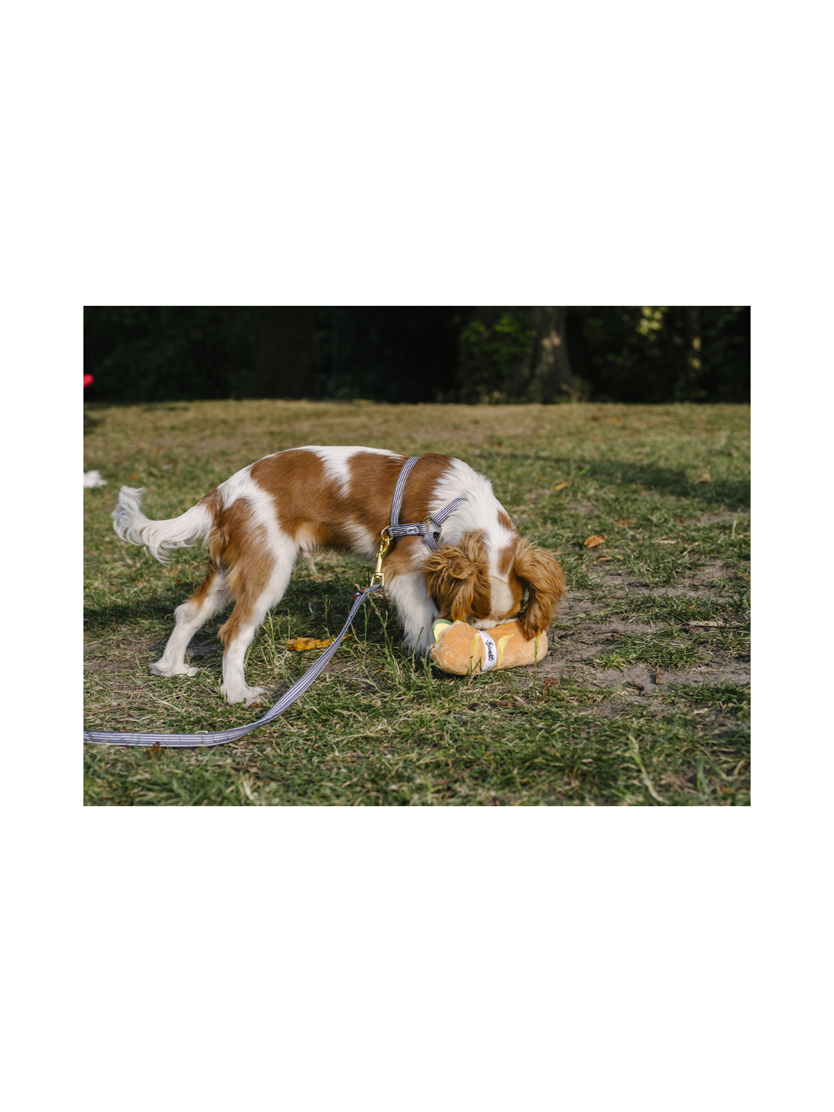 Sandwich Enrichment Toy
