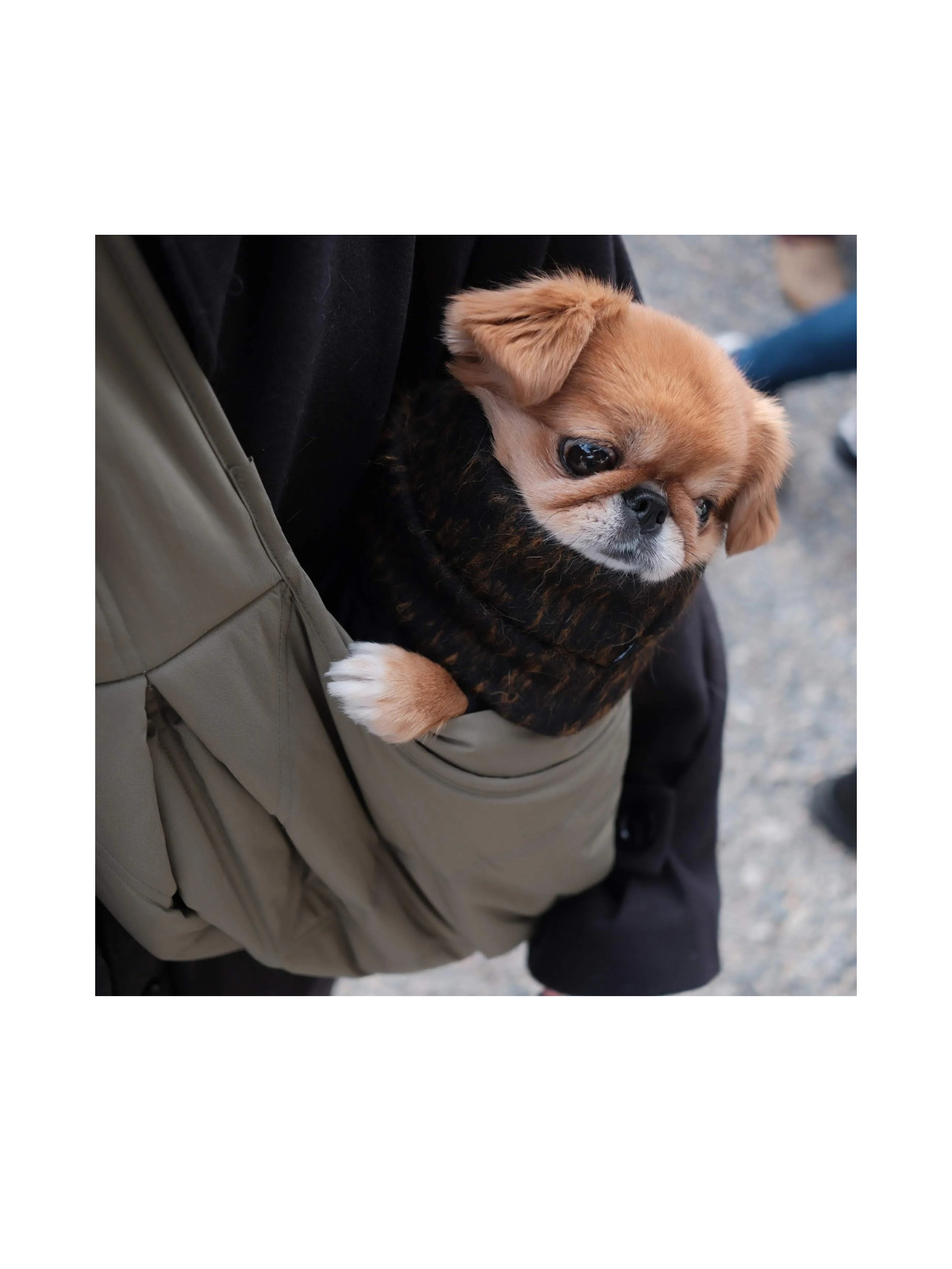 OLLA Petite Pet Carrycot – Fern