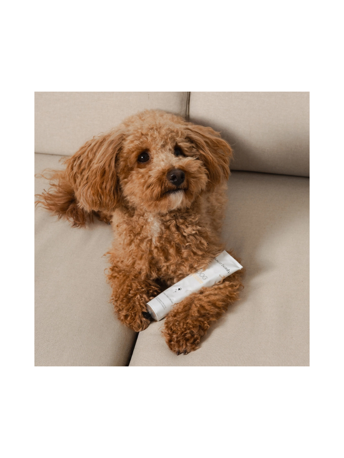 Natural Cream For Paws, Nose and Dry Areas