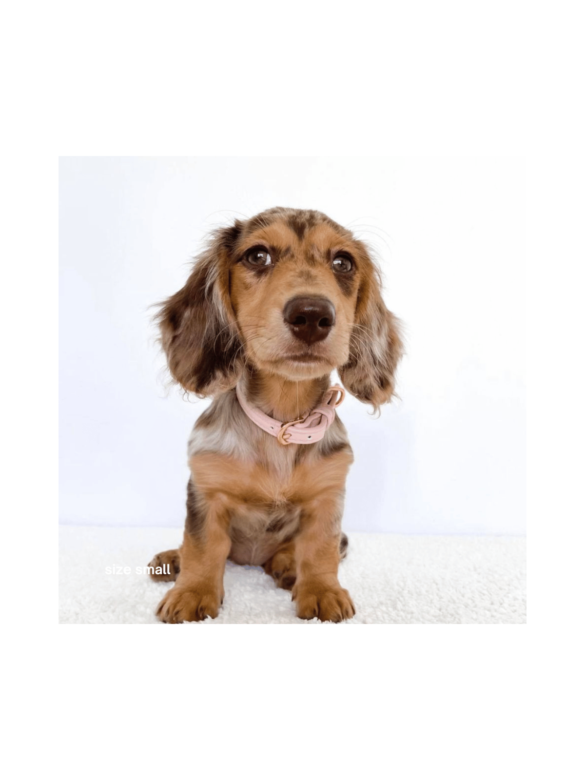 Collar – Marshmallow