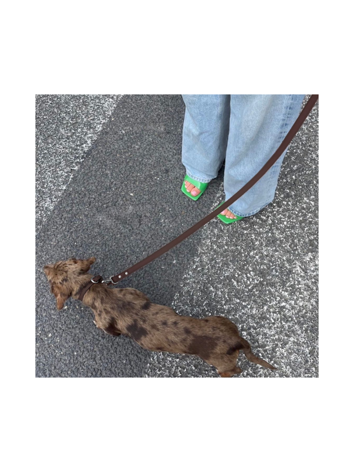 Leash – Cocoa