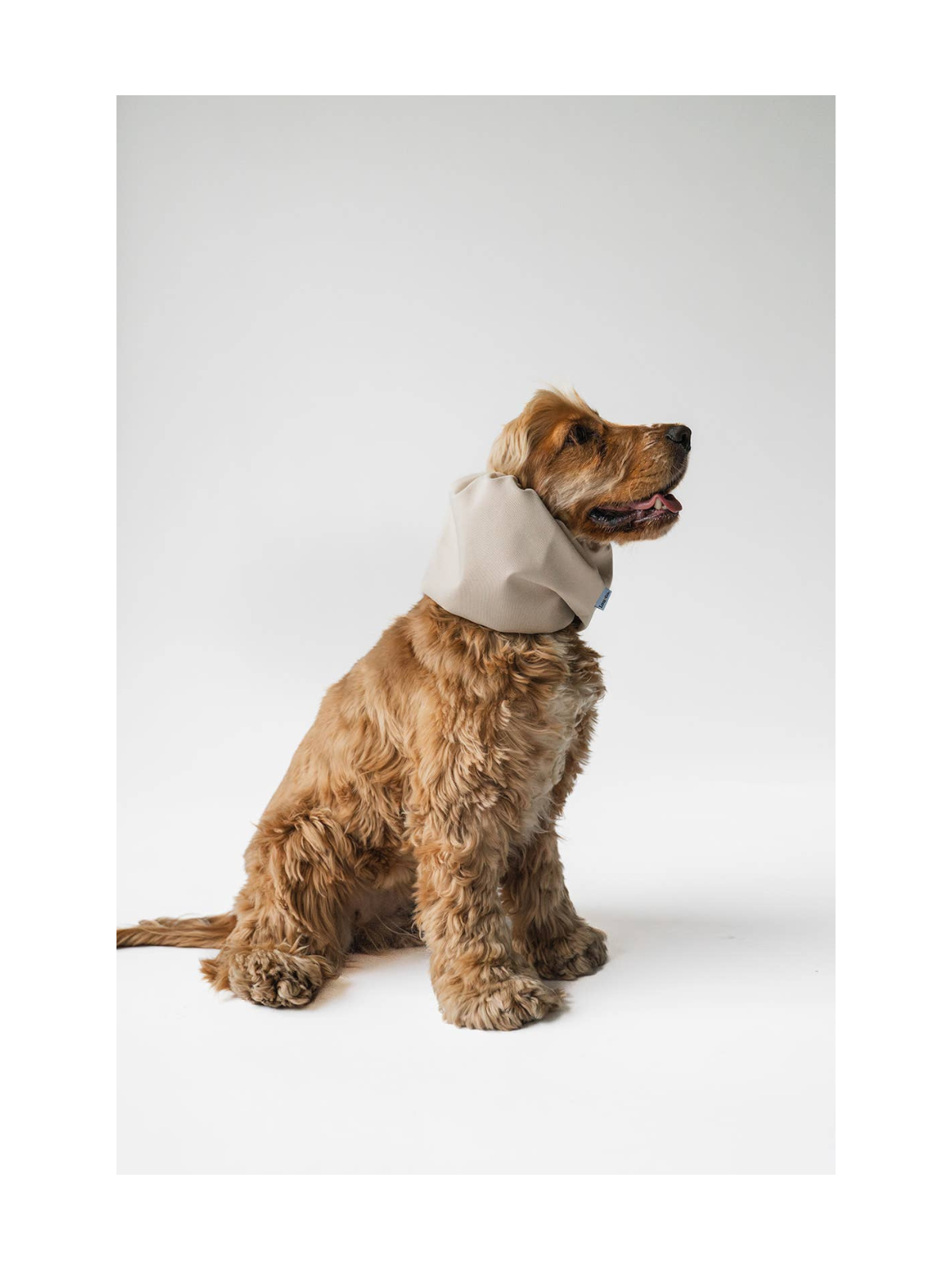 Dog Snood Waterproof – Beige