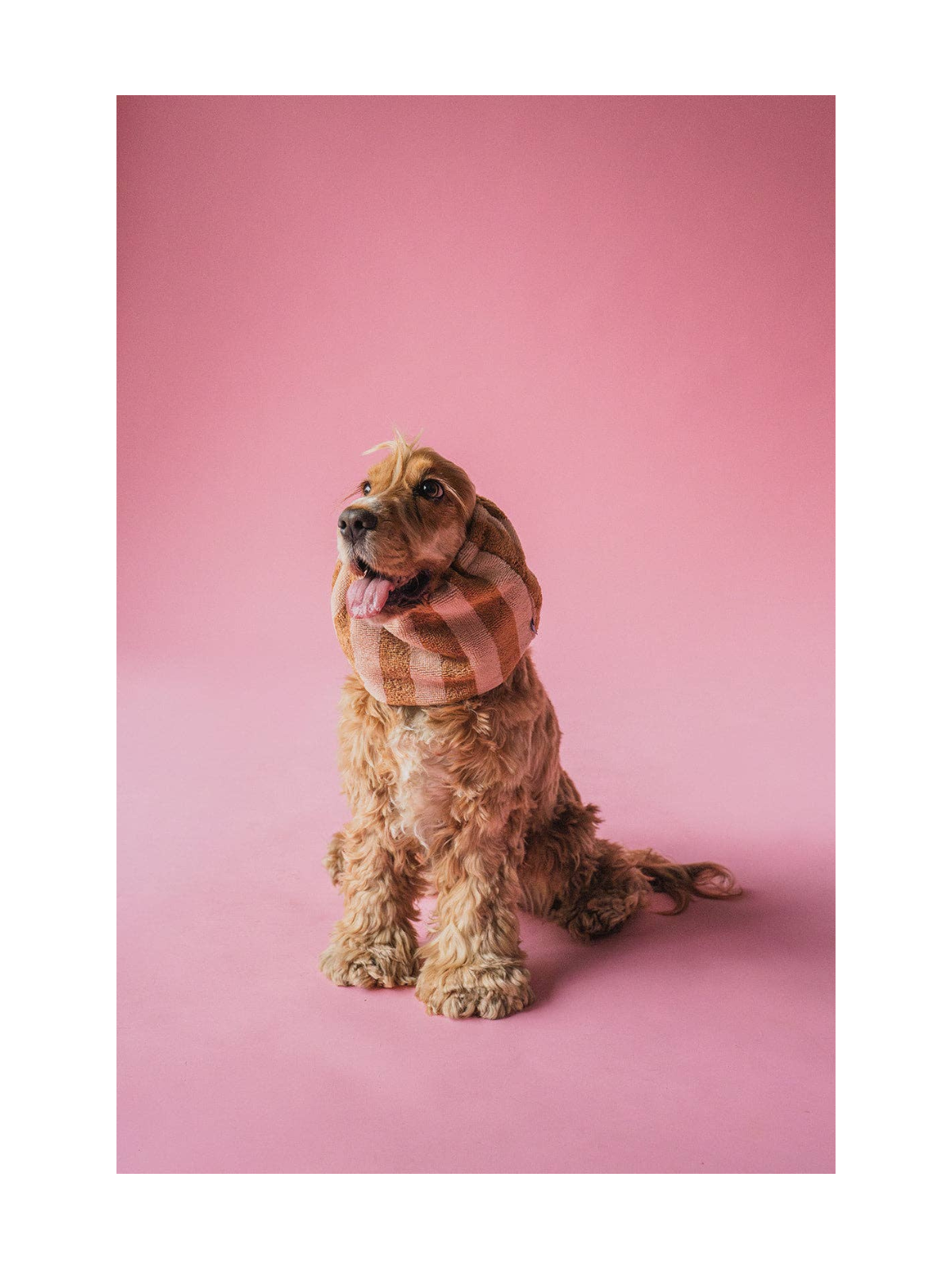 Bamboo Towel Dog Snood – Powder Stripes