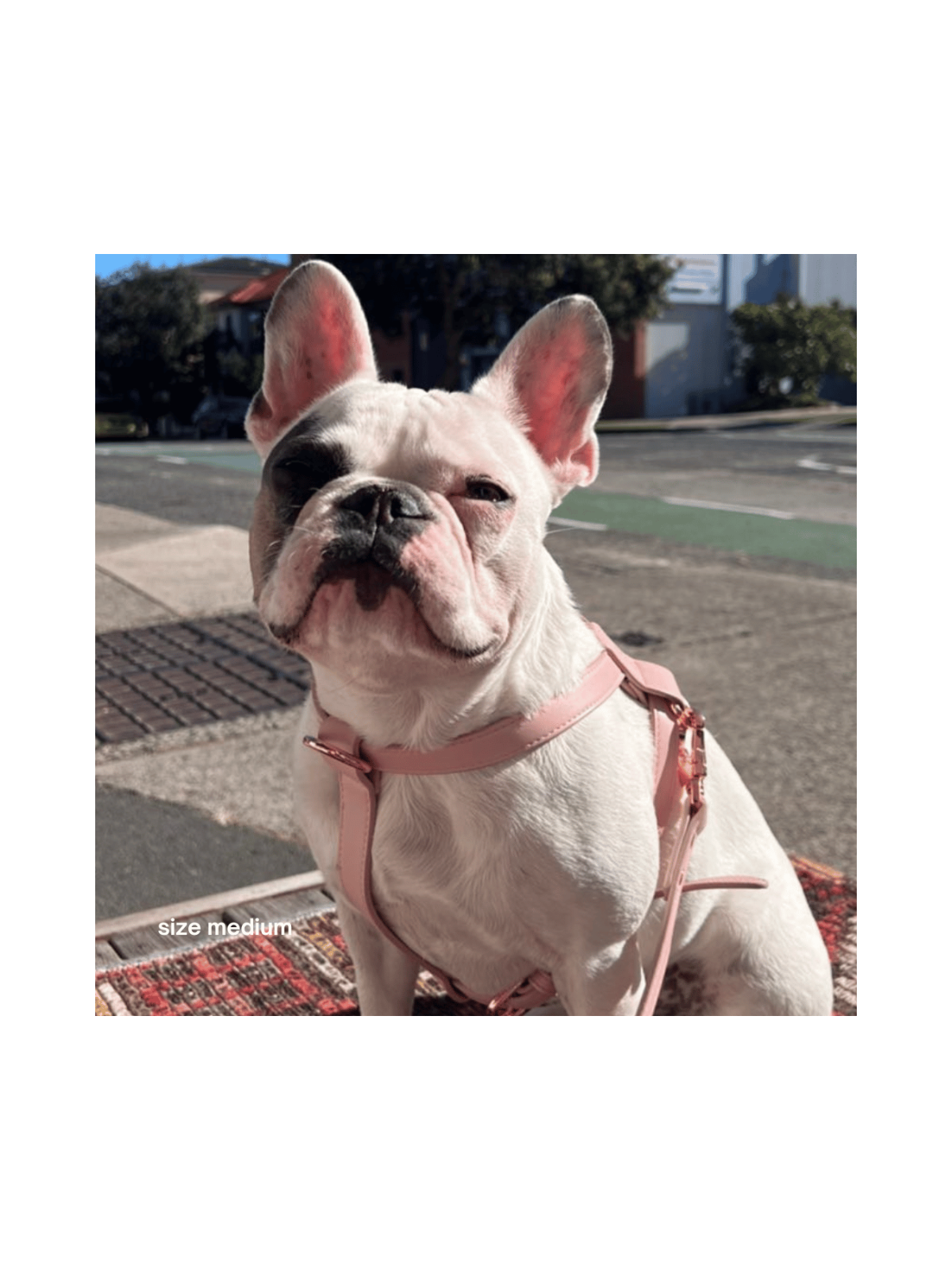 Harness – Marshmallow
