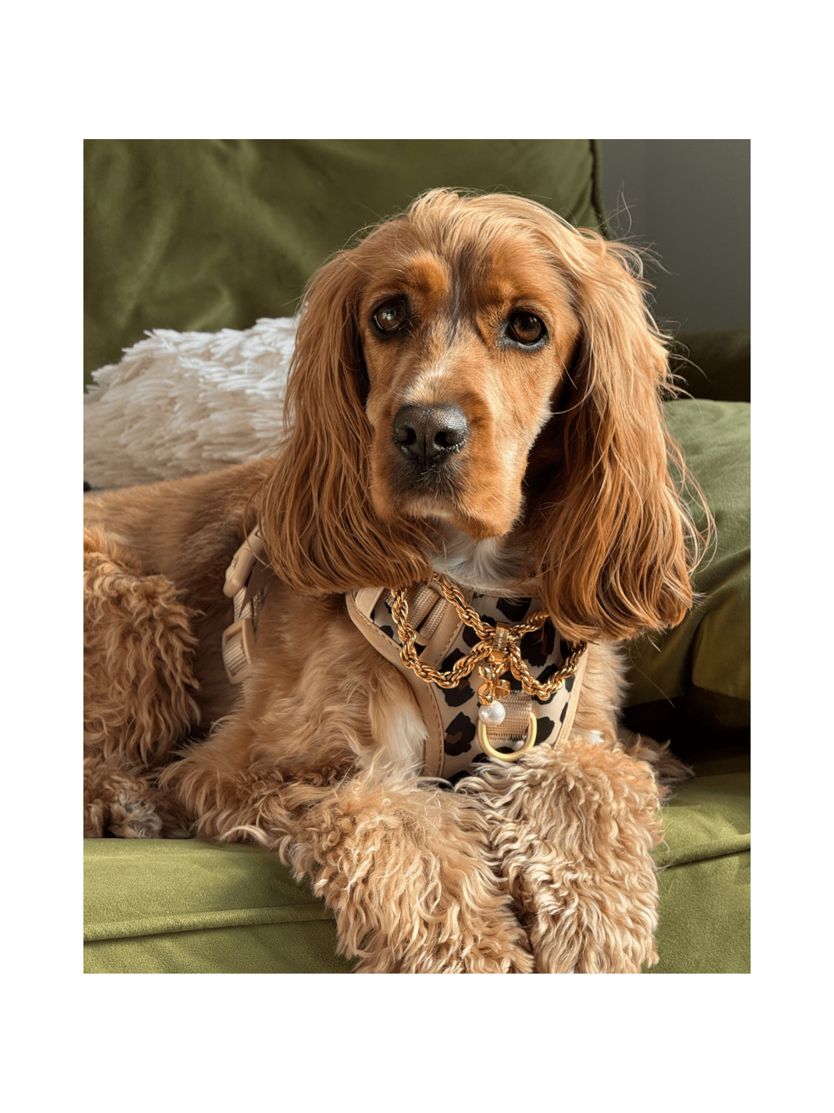 Wander! Bow Harness 2.0 – Leopard