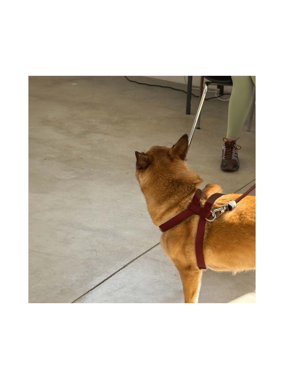 Harness – Burgundy