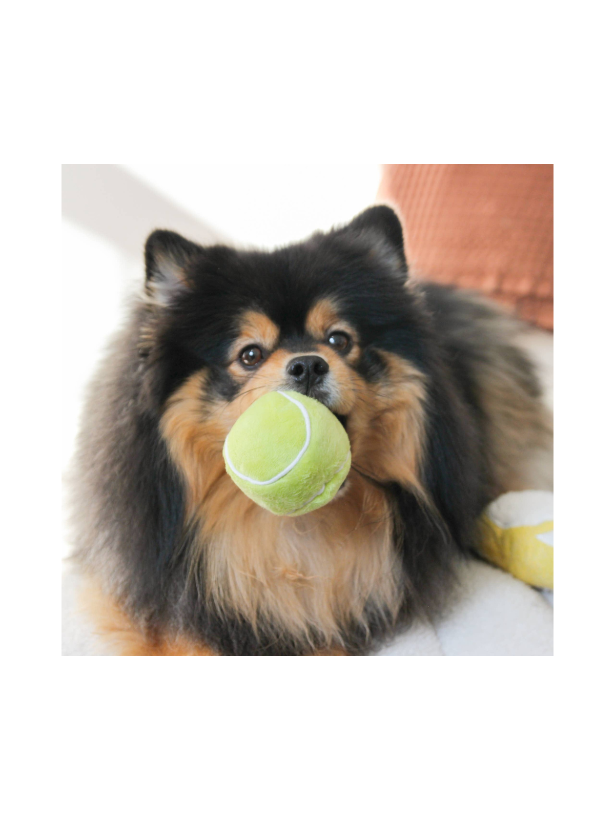 Tennis POP Enrichment Dog Toy