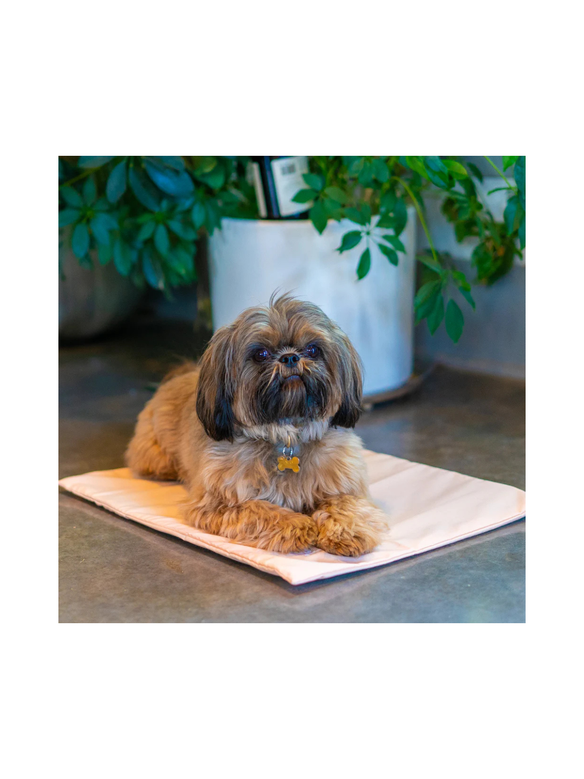 Cool Pet Pad with Cover