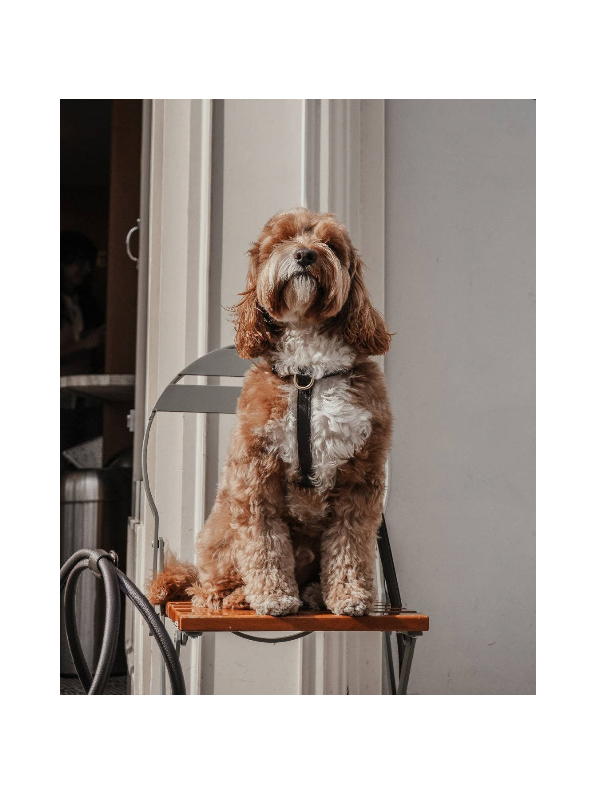 Studio Step-In Dog Harness – Chocolate