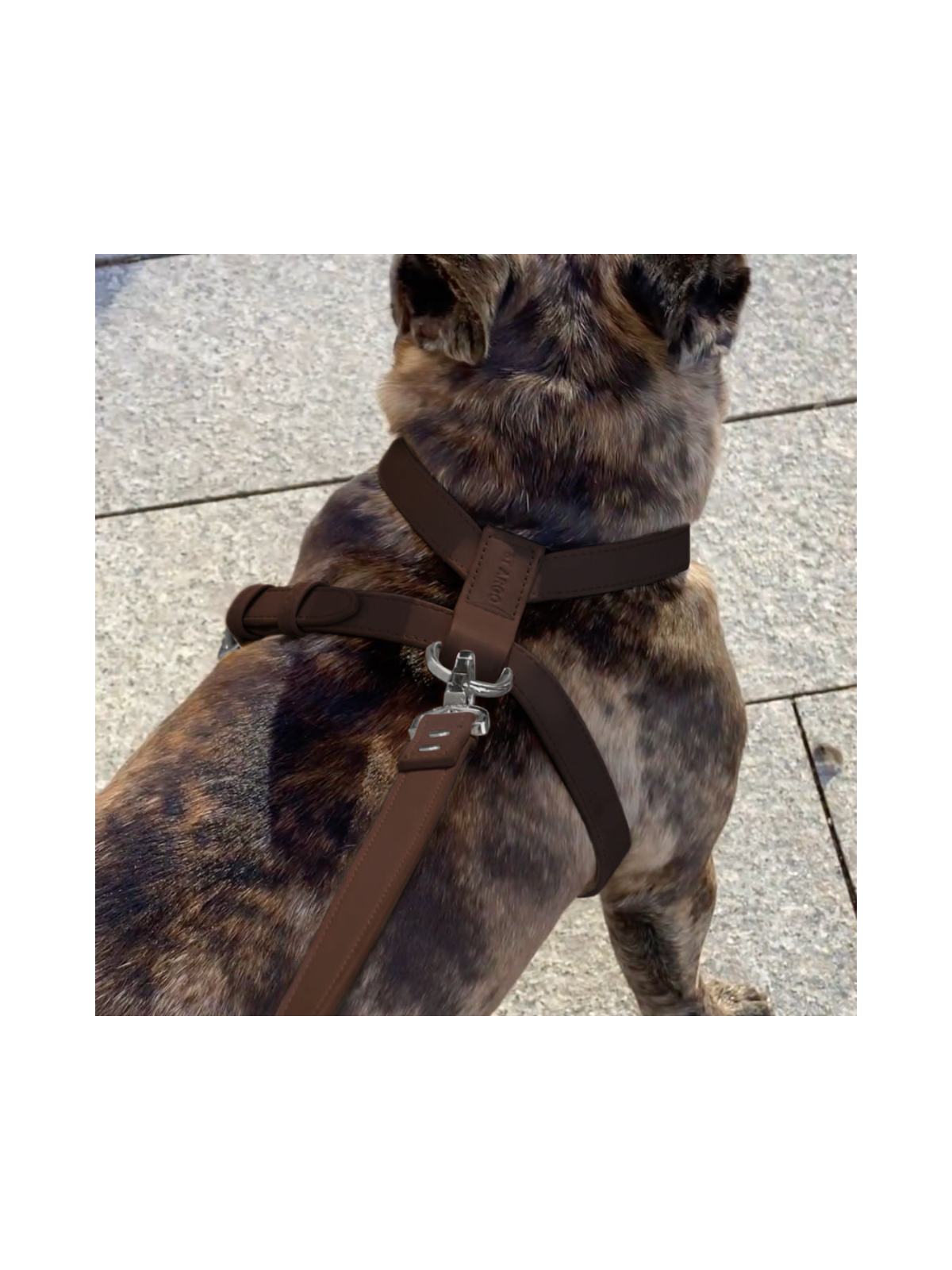 Harness – Cocoa