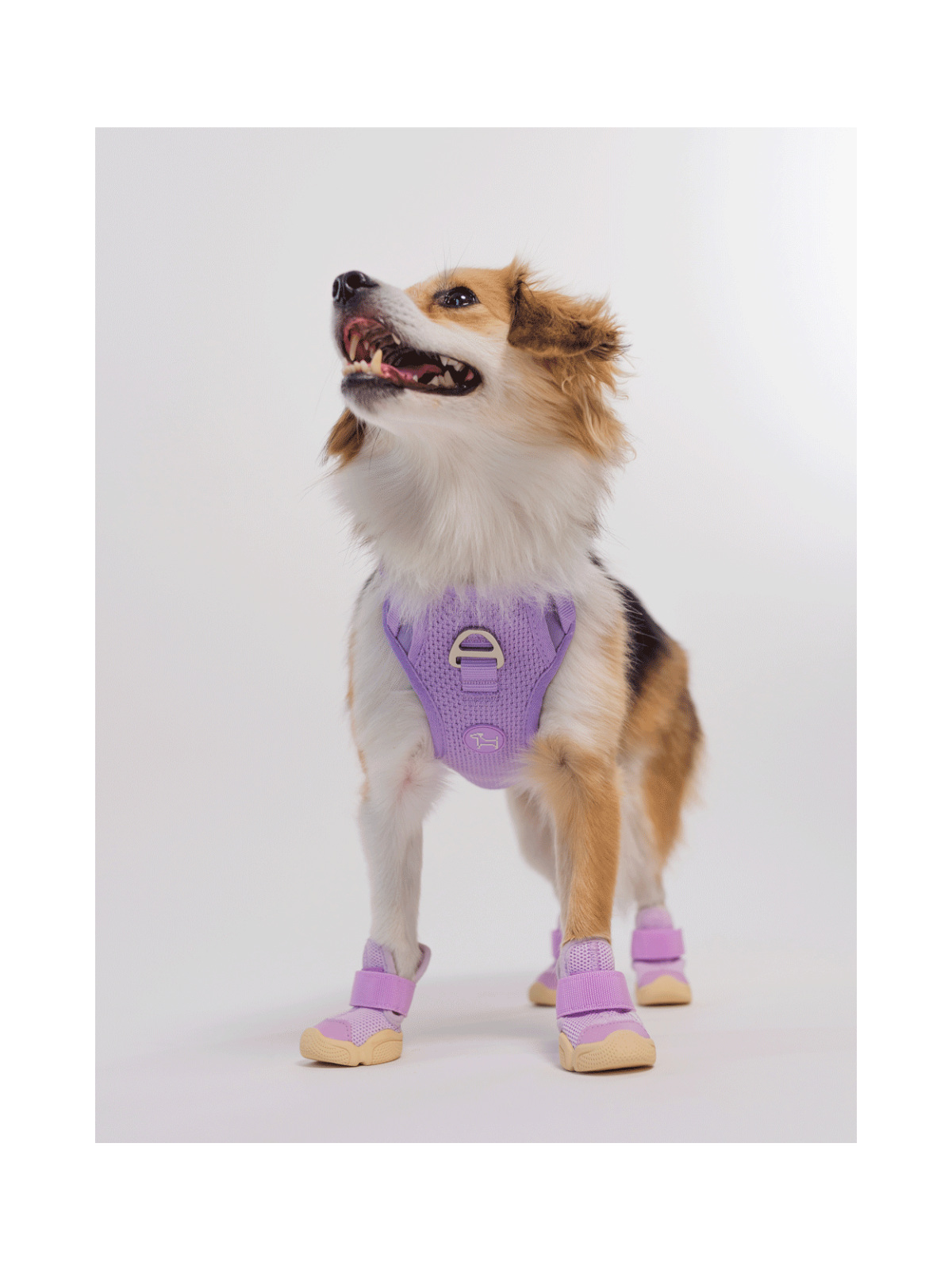 Caesar 1 Dog Sneaker – Taro