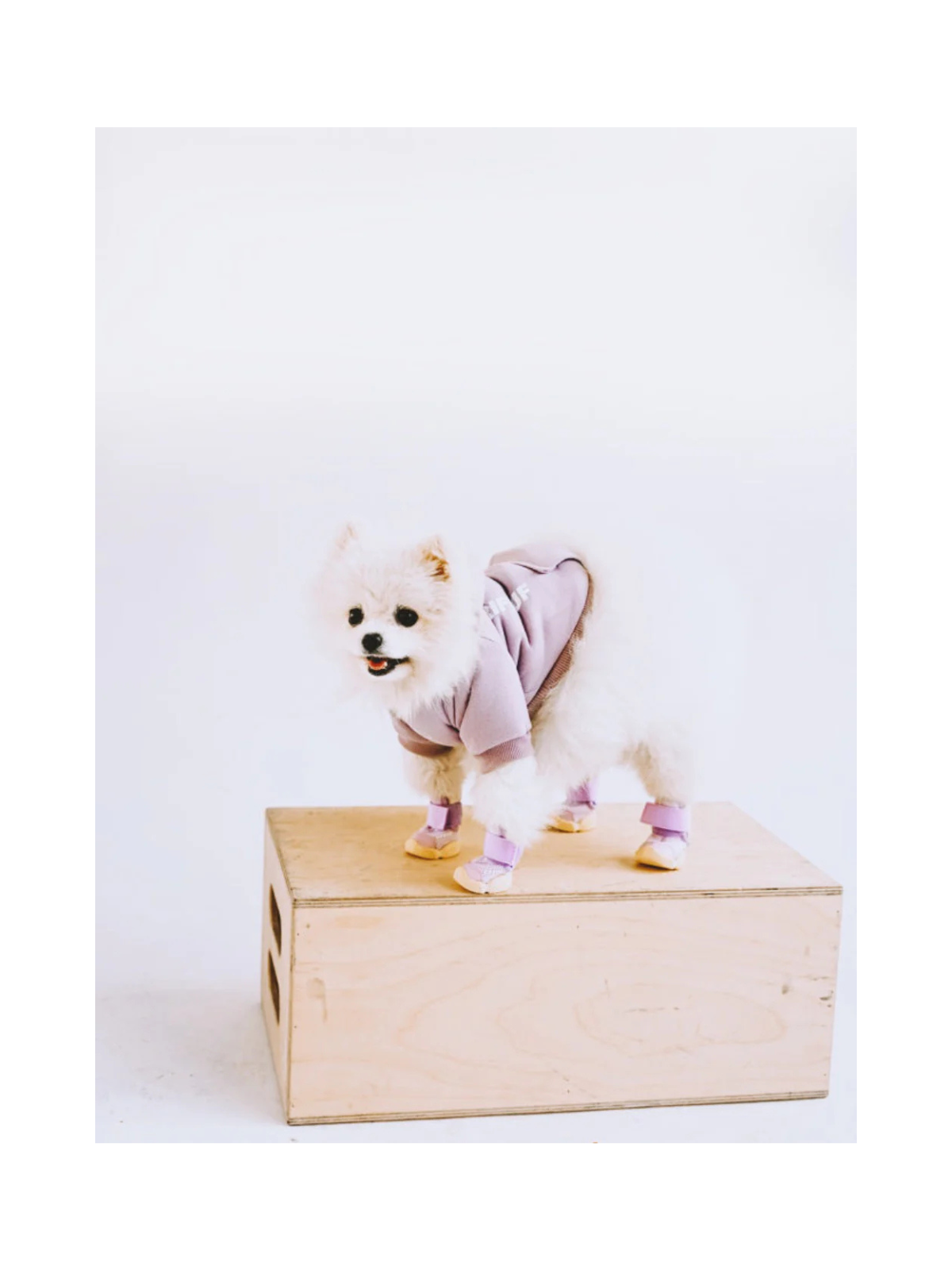 Caesar 1 Dog Sneaker – Taro