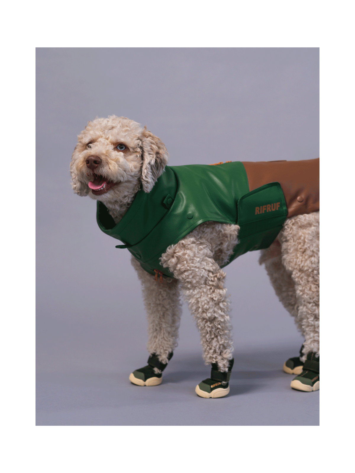 Caesar 1 Dog Sneaker – Birch