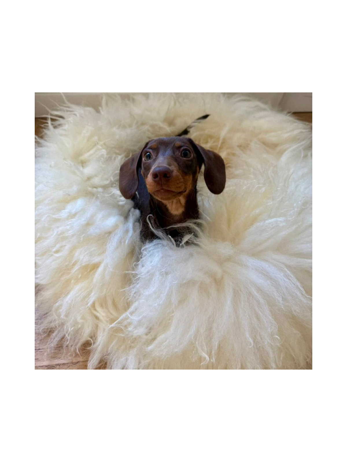 Sheep Donut Dog Bed – Fluffy