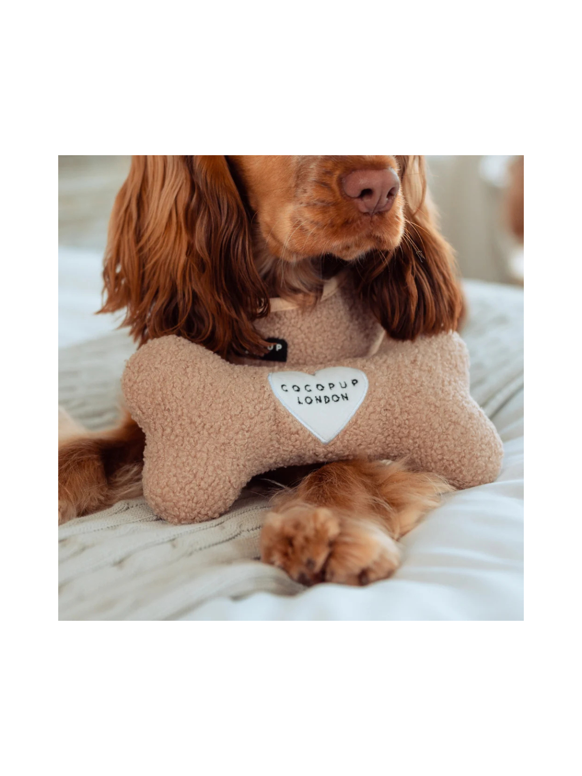 Teddy Rupert Bone Toy