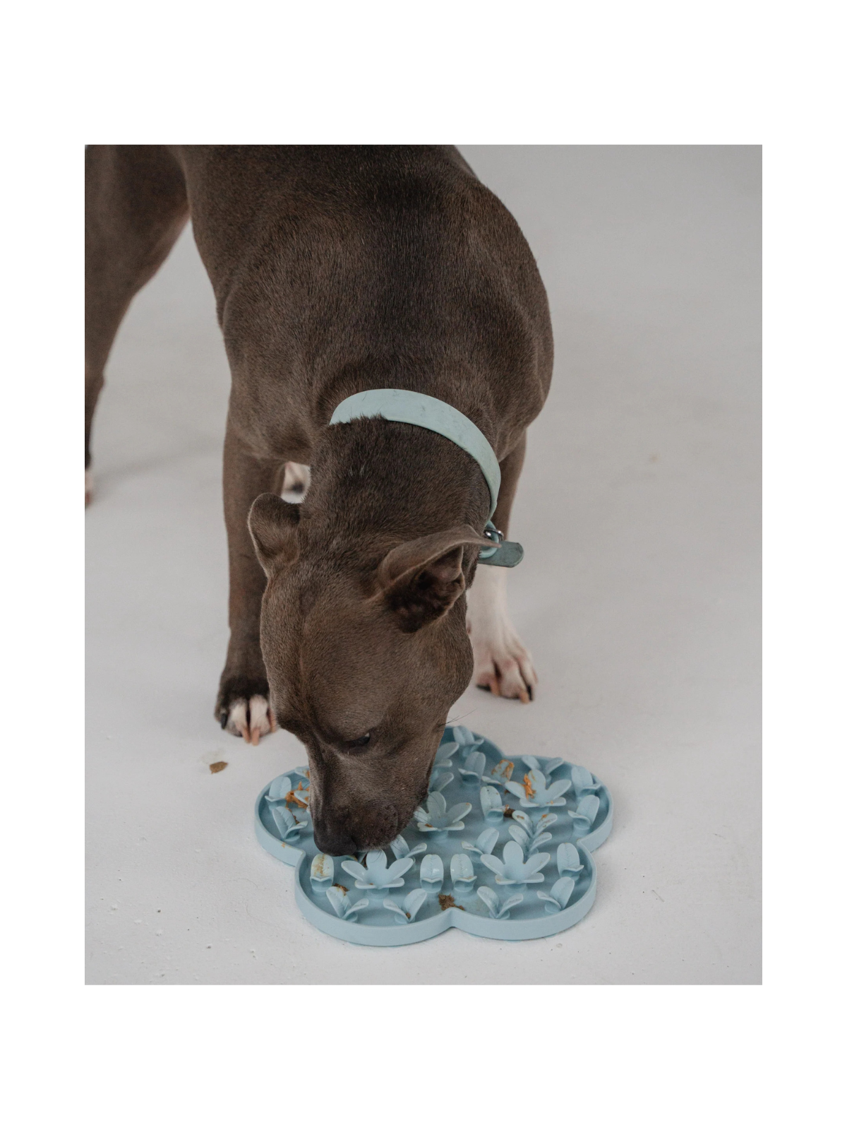 Flower Enrichment Snuffle Mat – Blue