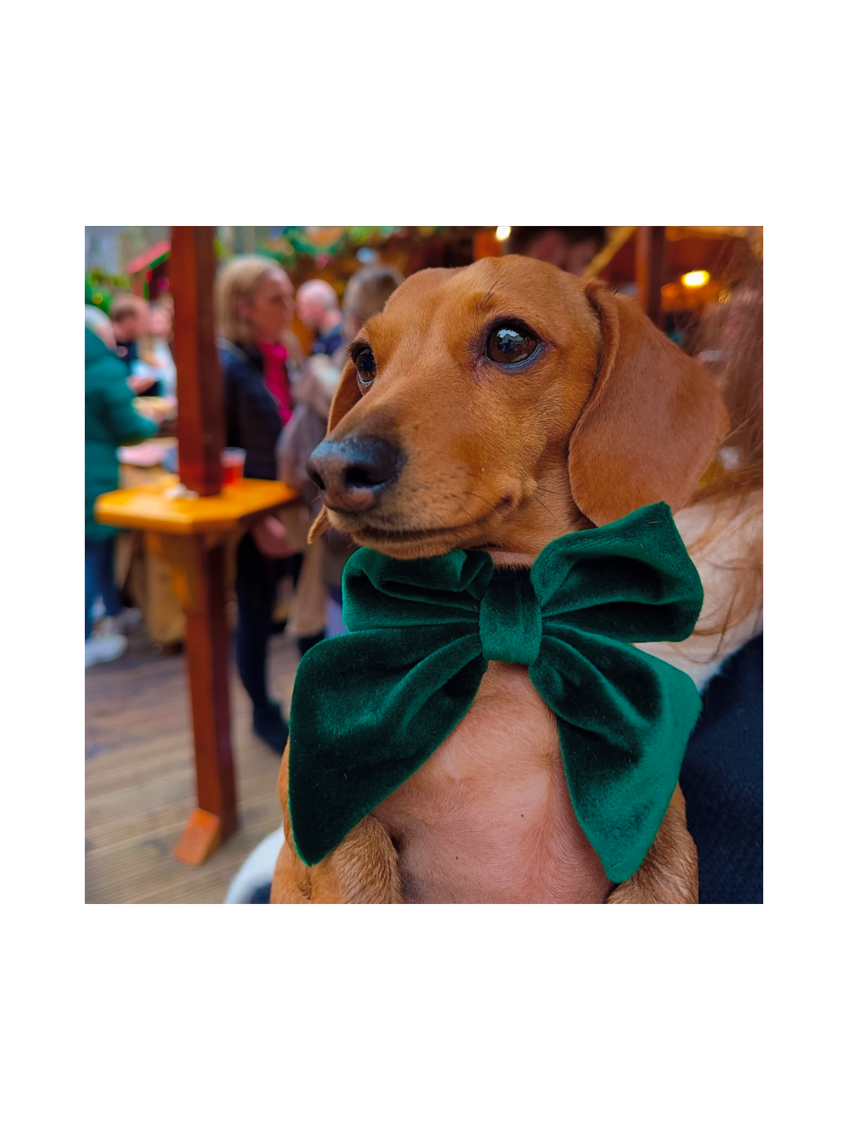 Luxe Velvet Sailor Dog Bow Tie - Forest Green