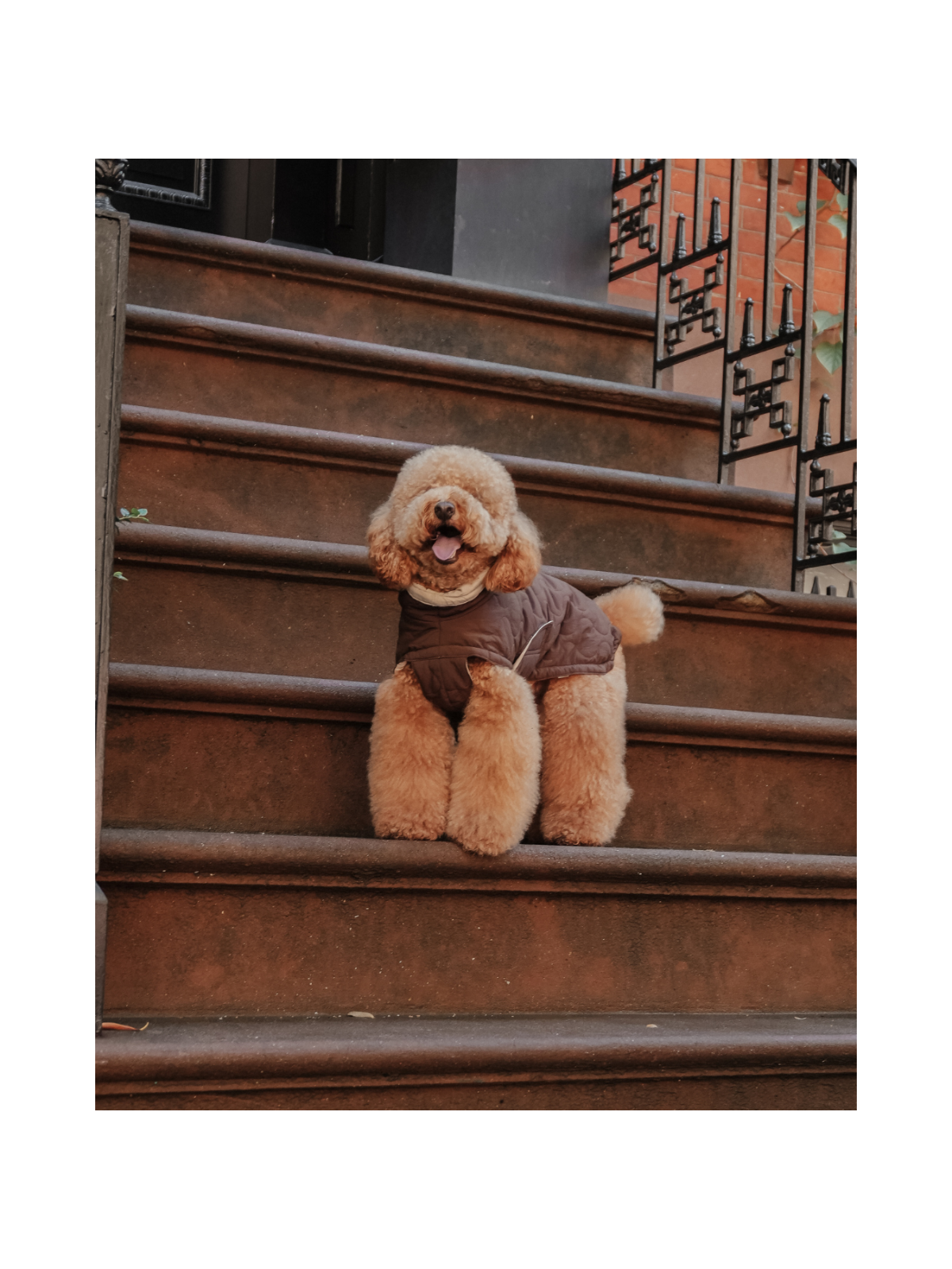 The Capsule Quilted Dog Coat – Chocolate