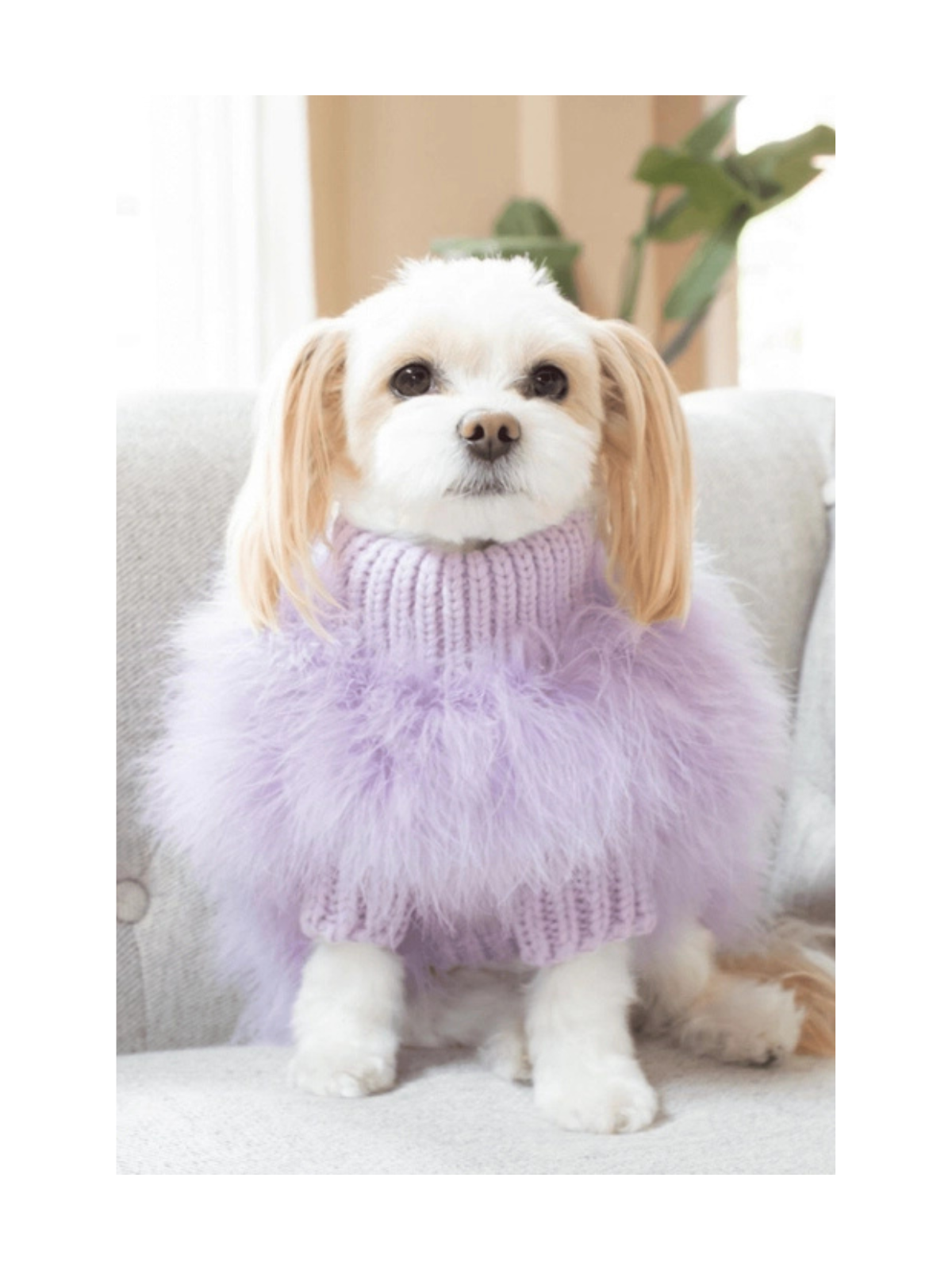 Maxbone x Christian Cowan Dog Sweater Purple | Feather Knit