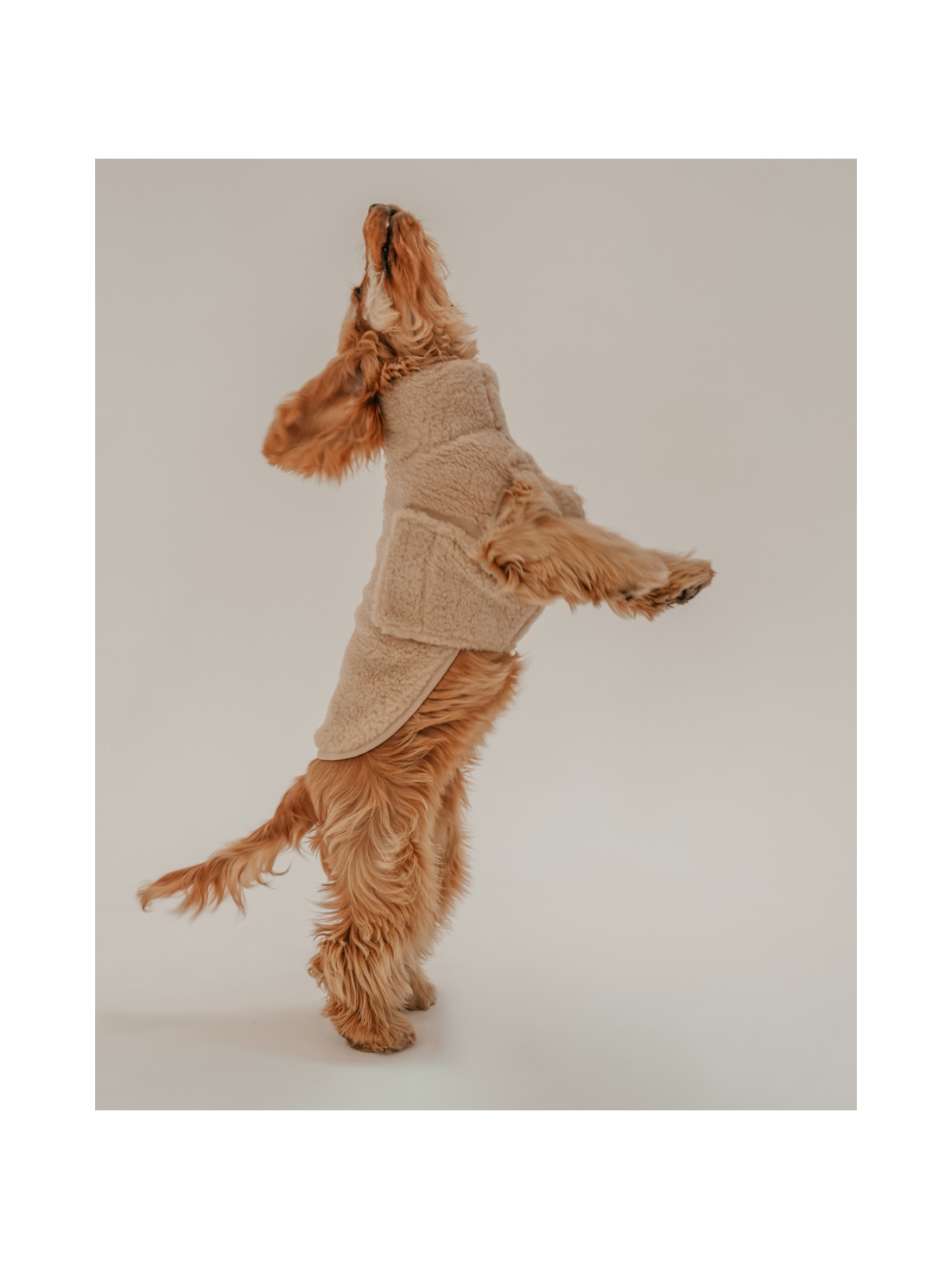 The Capsule Cosy Dog Coat