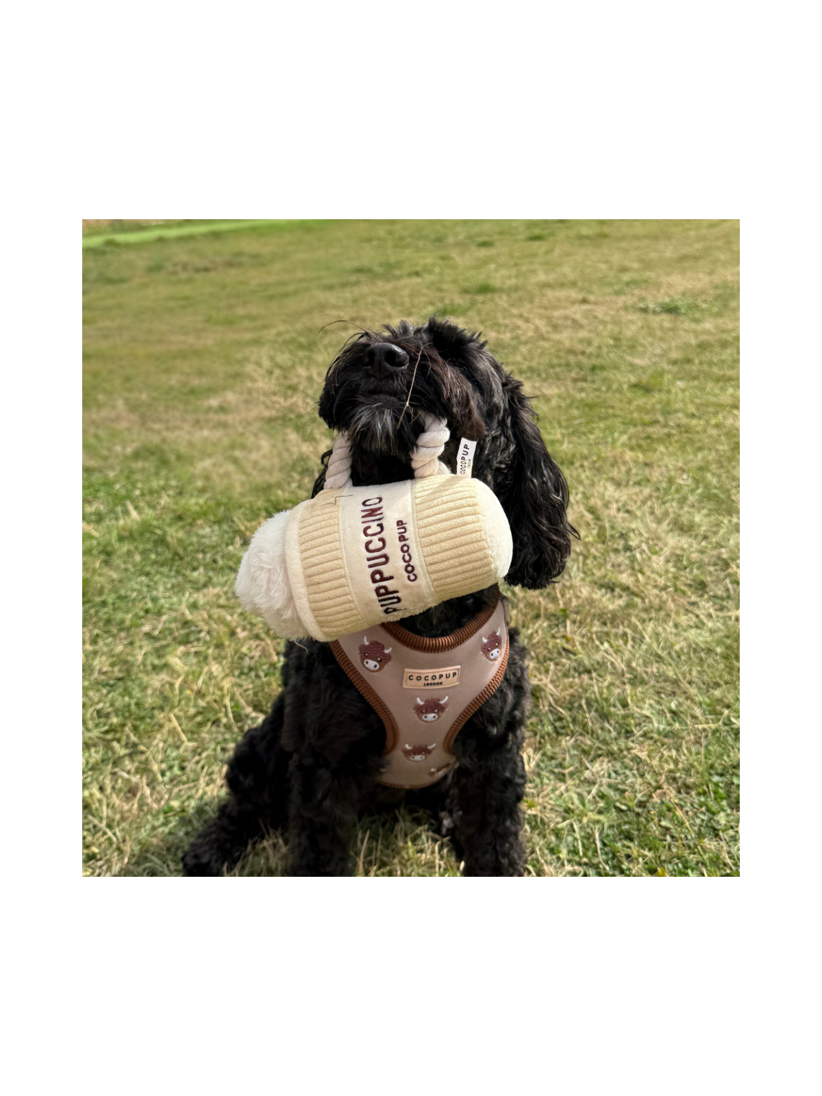 Puppuccino Dog Toy