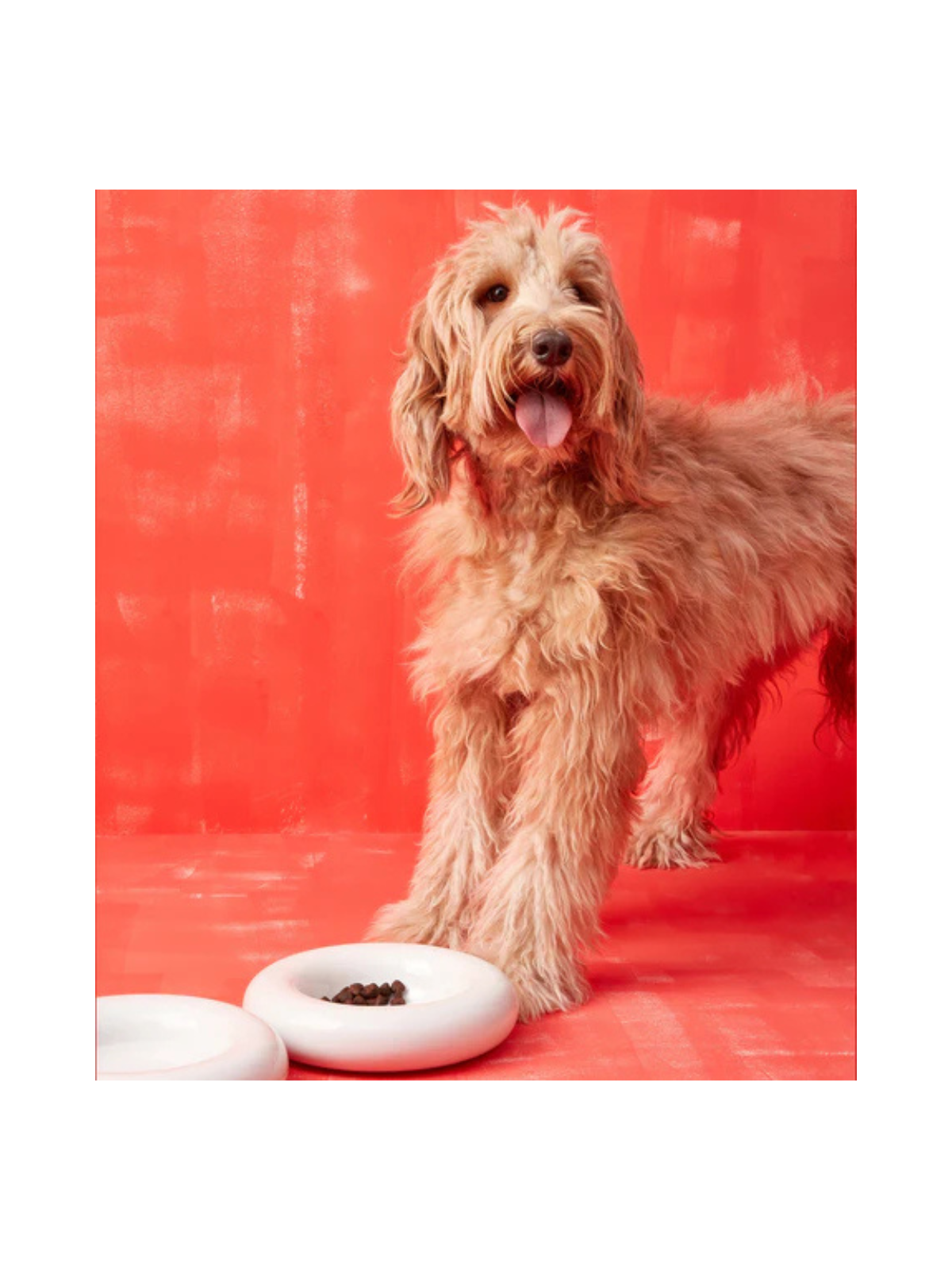 Ceramic Dog Bowl – White