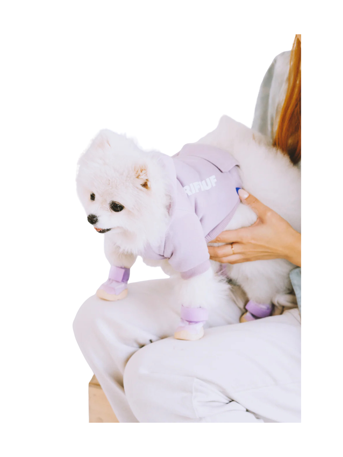 Caesar 1 Dog Sneaker – Taro