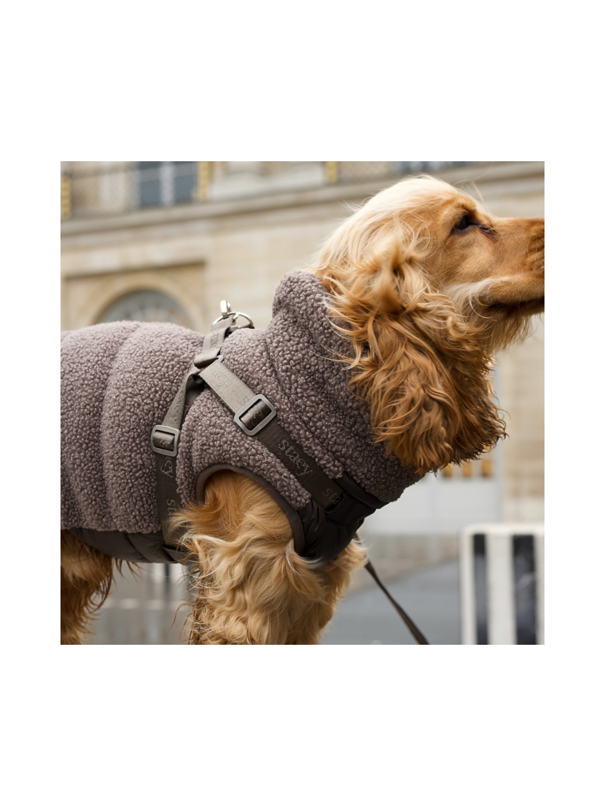 Clara Dog Coat with Harness – Limited Edition