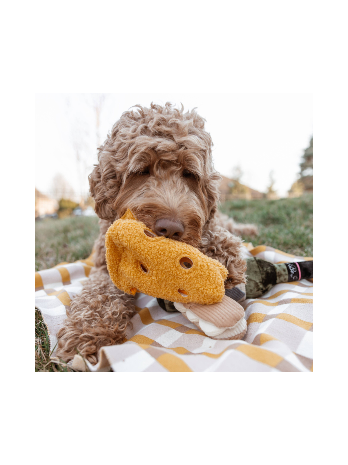 Fromage Enrichment Toy