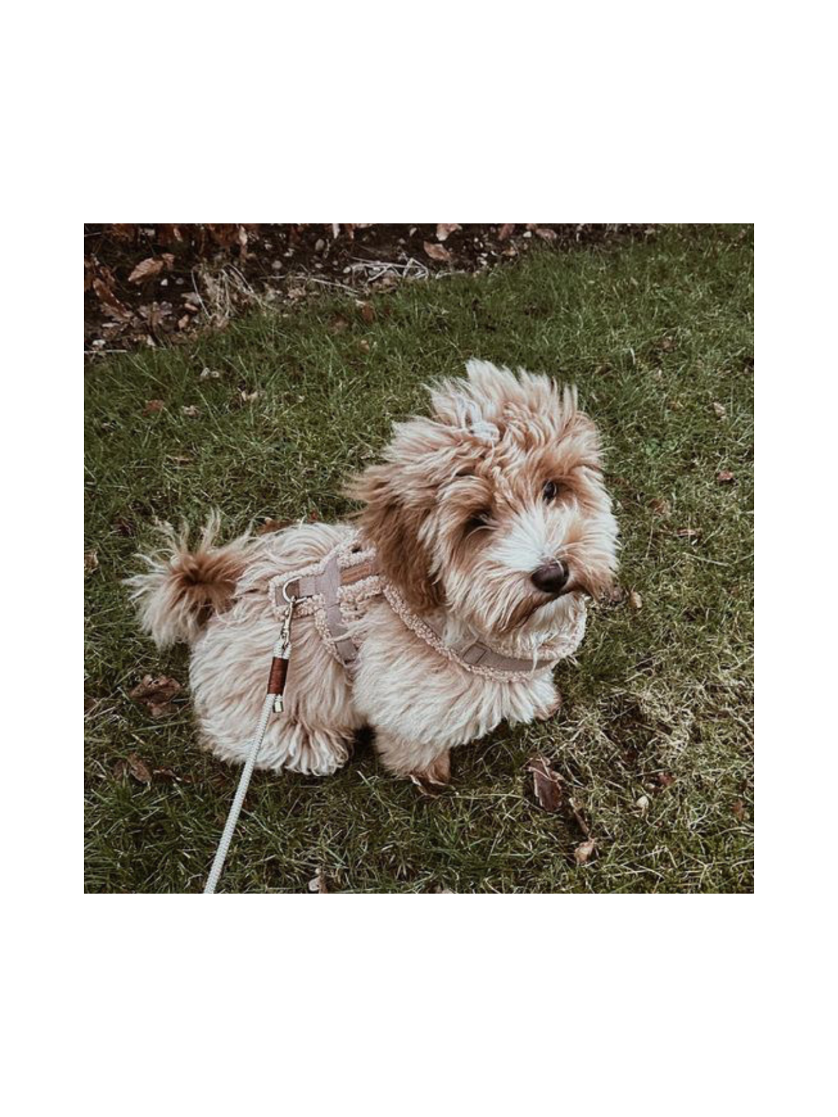 Teddy Y-Harness – Mocha